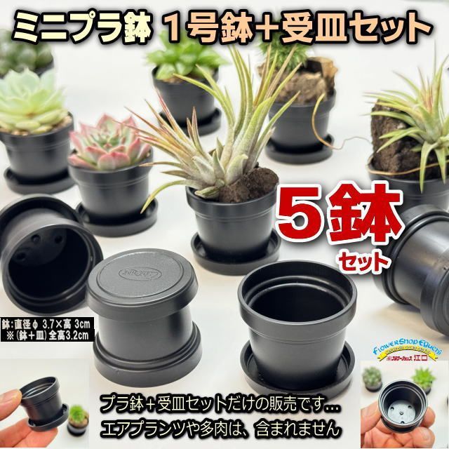 [鉢セット販売]エアプランツ5種セット　一点もの 鉢セット販売]エアプランツ5種セット(一点もの) 【公式通販】