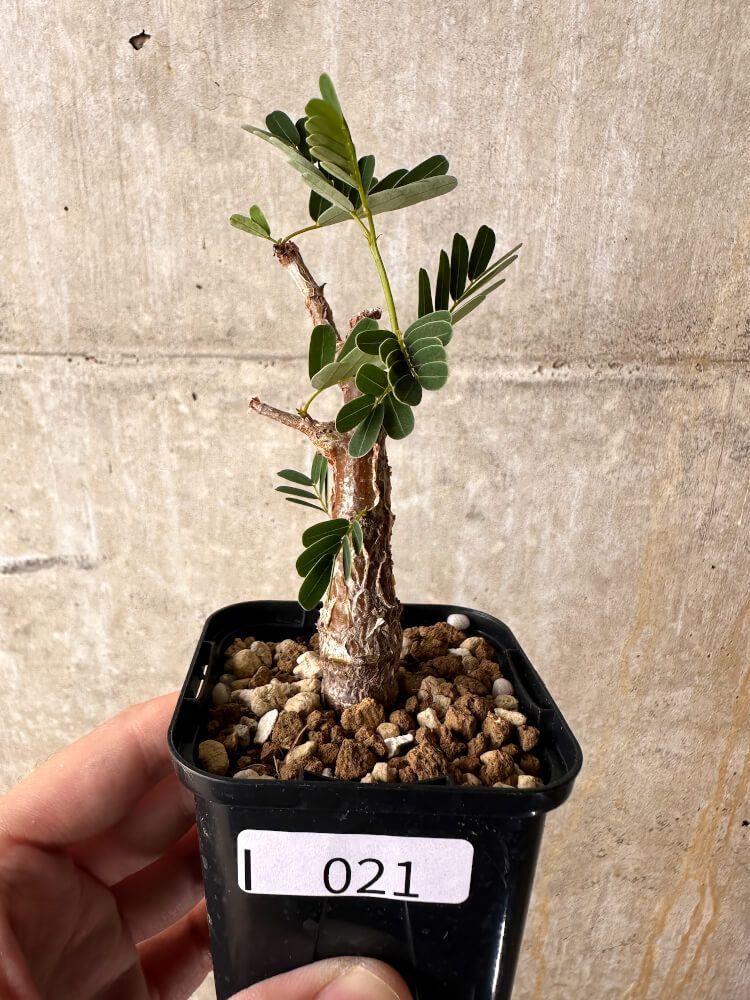 【最終処分価格❗️】生薬標本セット 75種 教示用 昆虫用品 【最終処分価格❗️】生薬標本セット 75種 教示用