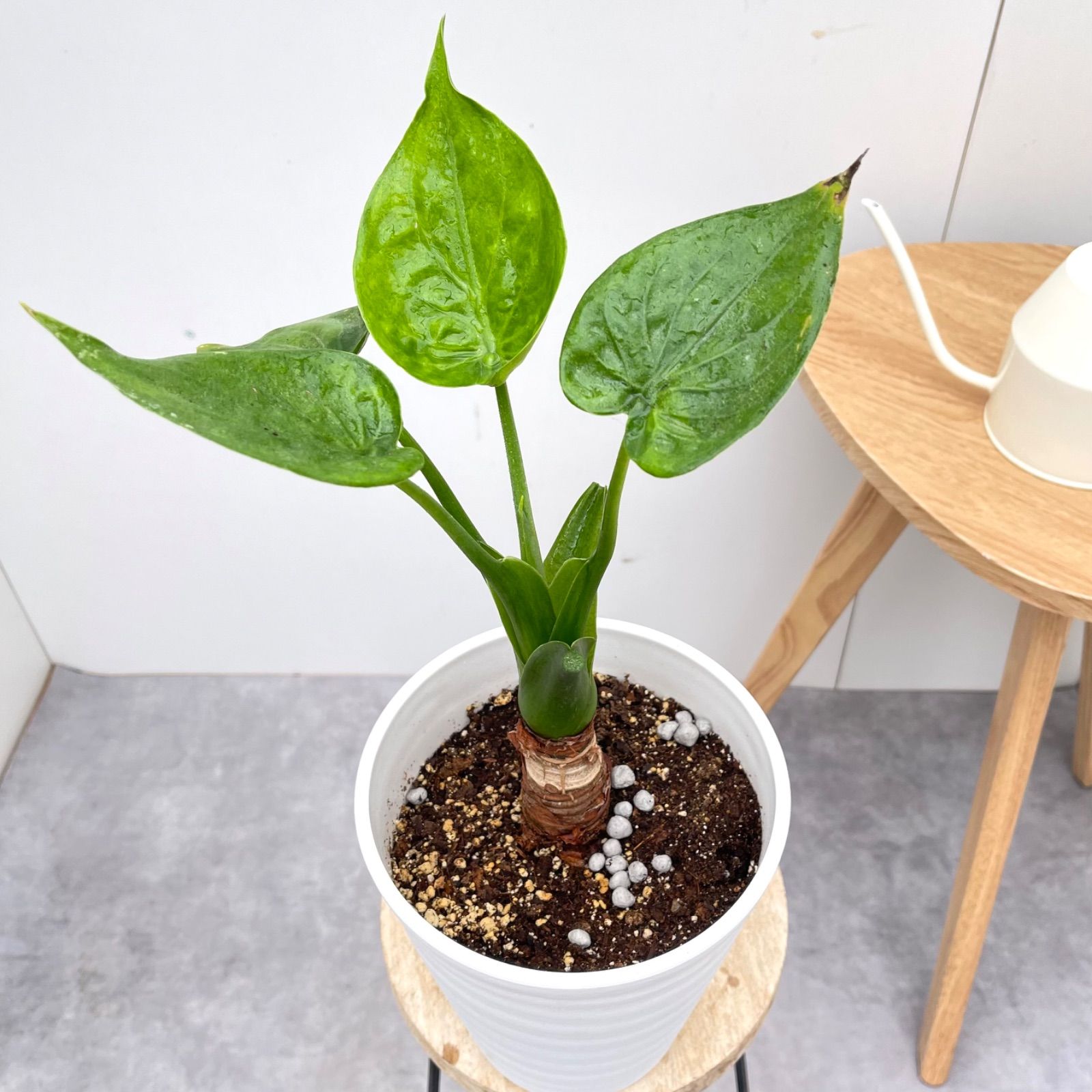 57cm フラワー・ガーデニング クワズイモ 斑入り 沖縄より発送