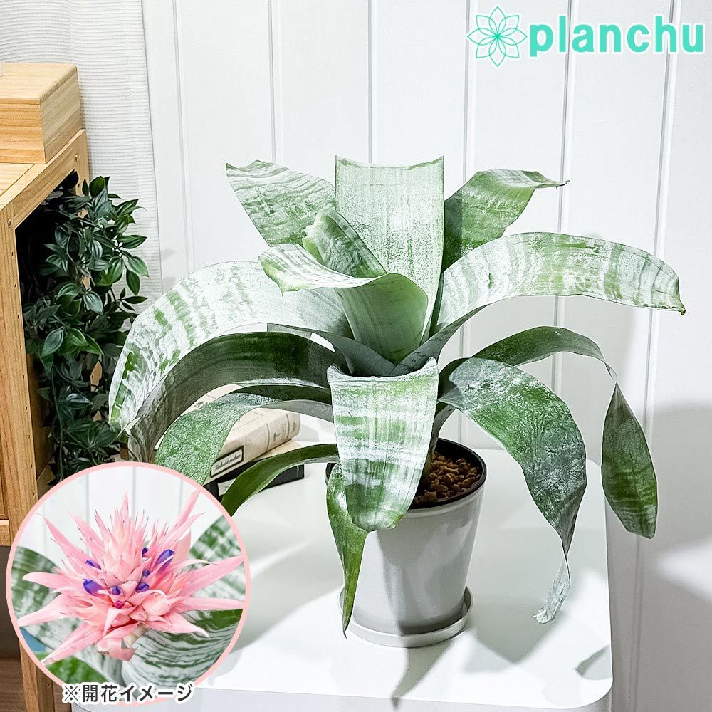 PLANCHU 観葉植物 エクメア ファシアータ 5号鉢 5鉢セット 受け皿付き 育て方説明書付き Aechmea fasciata シマサンゴアナナス ファシャータ ブロメリア
