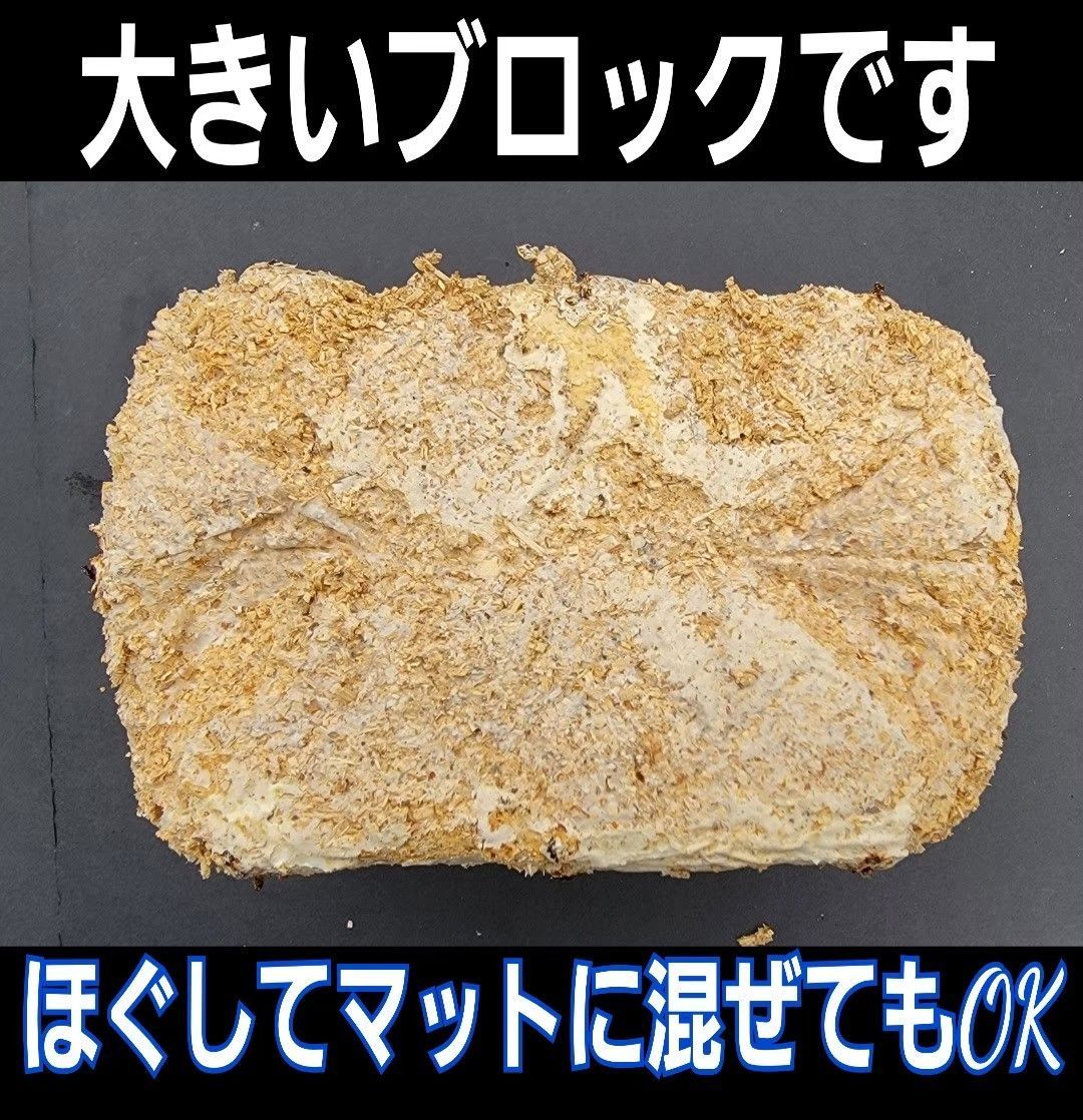 カブトムシ幼虫の栄養強化に抜群キクラゲ菌床ブロック【14個】マットに
