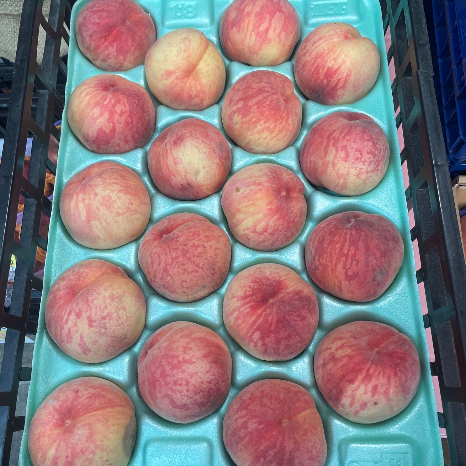 冷蔵 岡山産 川中島白桃 5kg箱 固め中間種 傷打身など