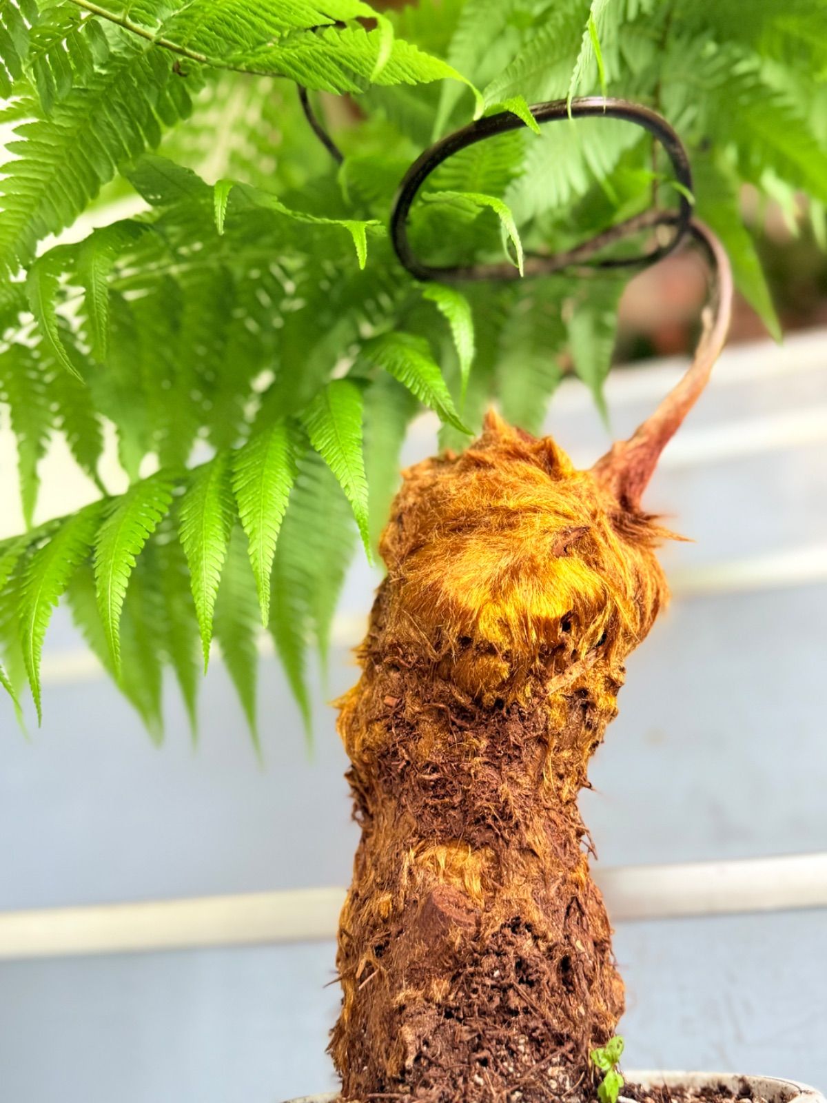 【現品】金毛狗（キンモウコウ）（大）　4号　白角鉢　（1） キンモウコウ（金毛狗）4号 ② 現品】金毛狗（キンモウコウ）（大） 4