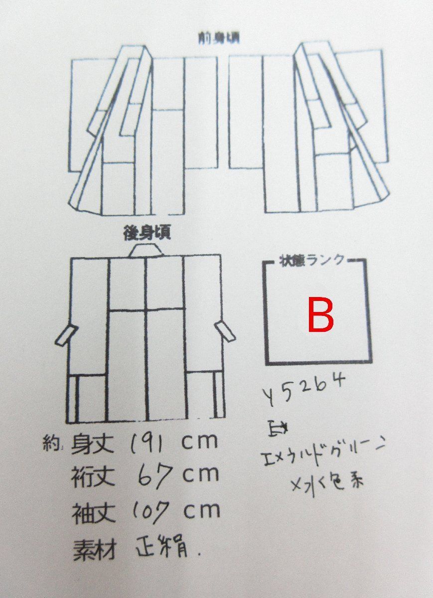 チューリップ y5264