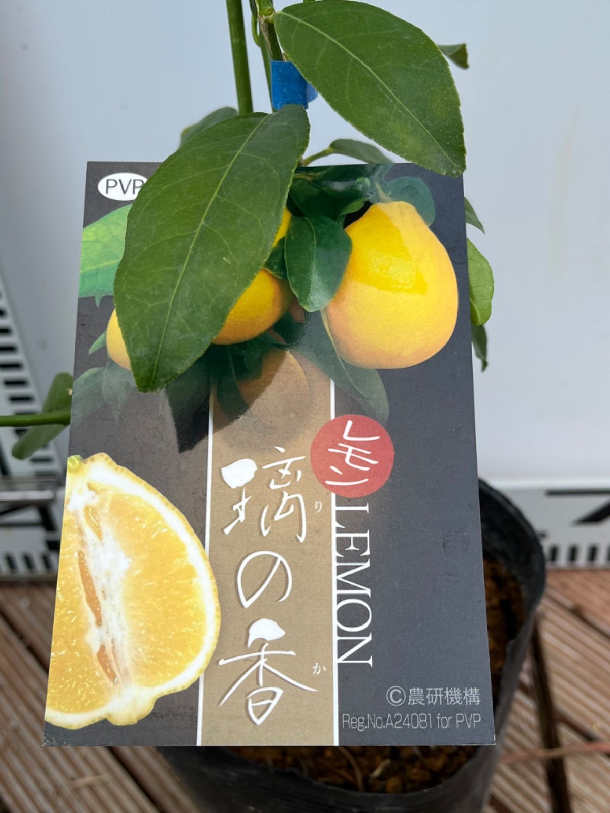 海外販売 璃の香 レモン PVP接木苗木 植木、庭木 - LITTLEHEROESDENTISTRY