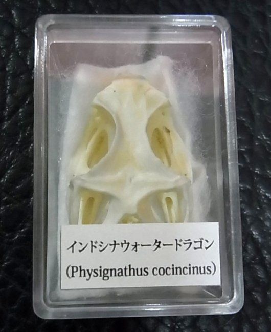 高品質！インドシナウォータードラゴン 頭骨 - 頭骨・骨格標本・剥製