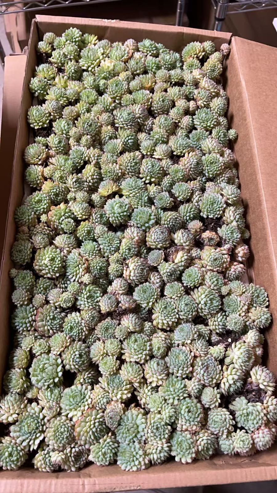 EBC様 確認用、購入不可 - メルカリ