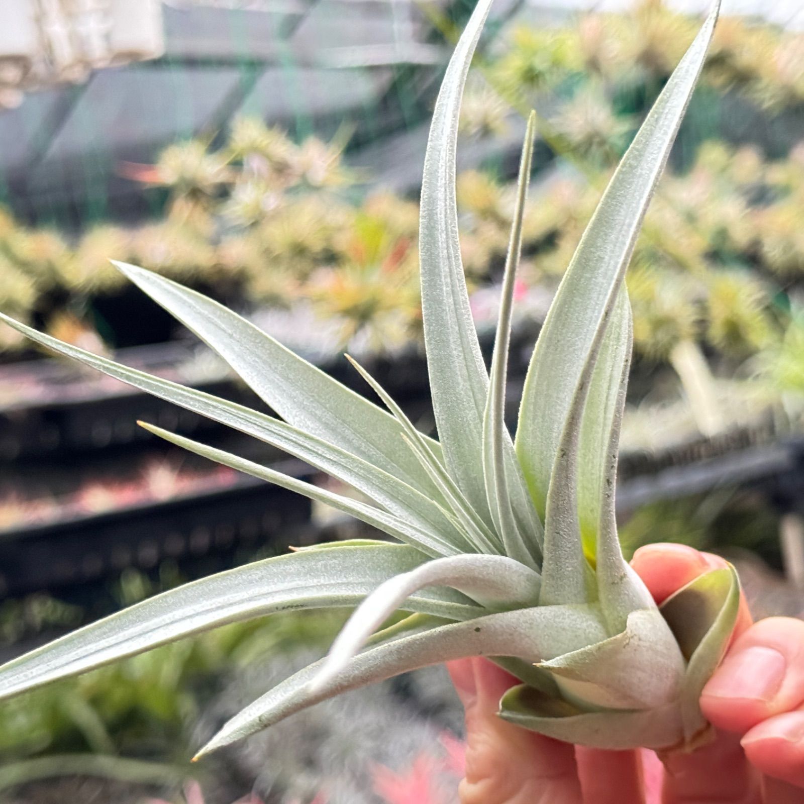 ※子株のみ!! チランジア ブラキフィラ ティランジア・ブラキフィラの育て方・栽培方法 | LOVEGREEN