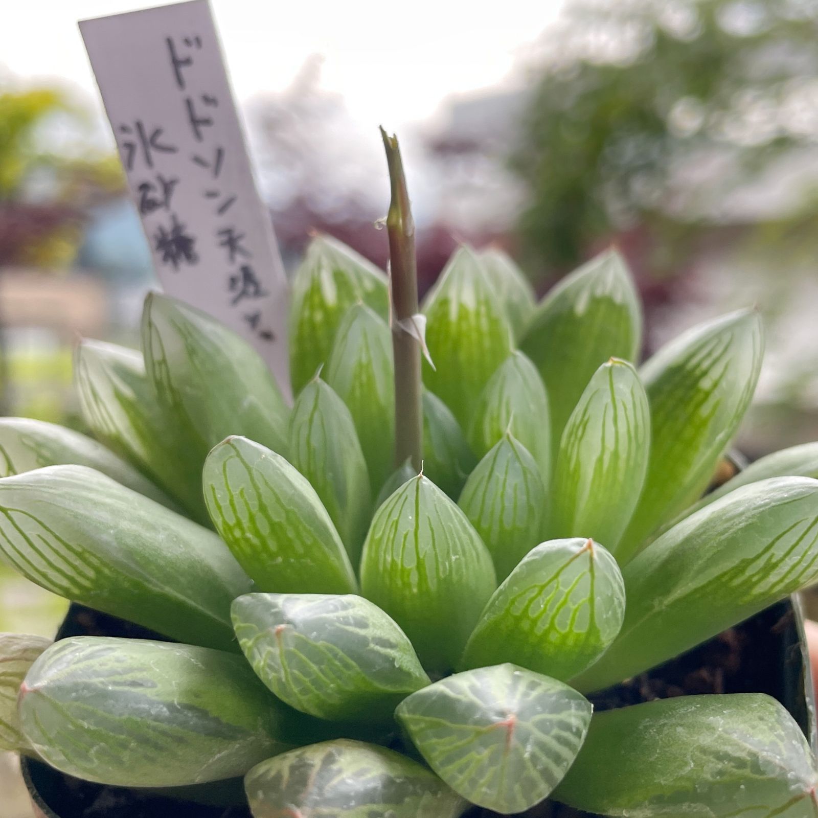 多肉植物 ハオルチア 自家交配株 ドドソン天涯 × 氷砂糖 鉢植えらくらくメルカリ便発送 230 - メルカリ