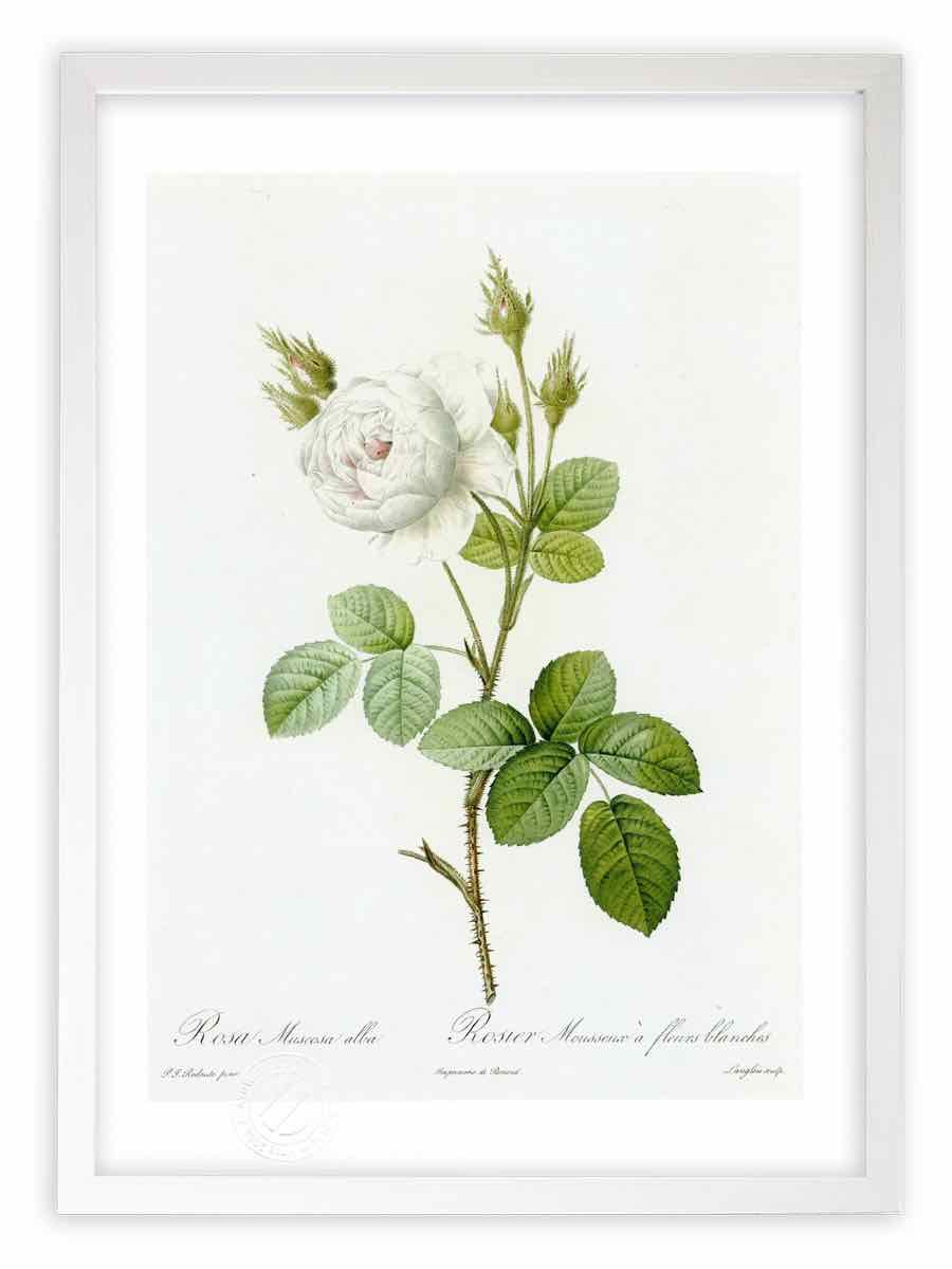 マンハッタナーズ久下貴史「NY猫絵暦1月」ジクレー作品 フレーム付き