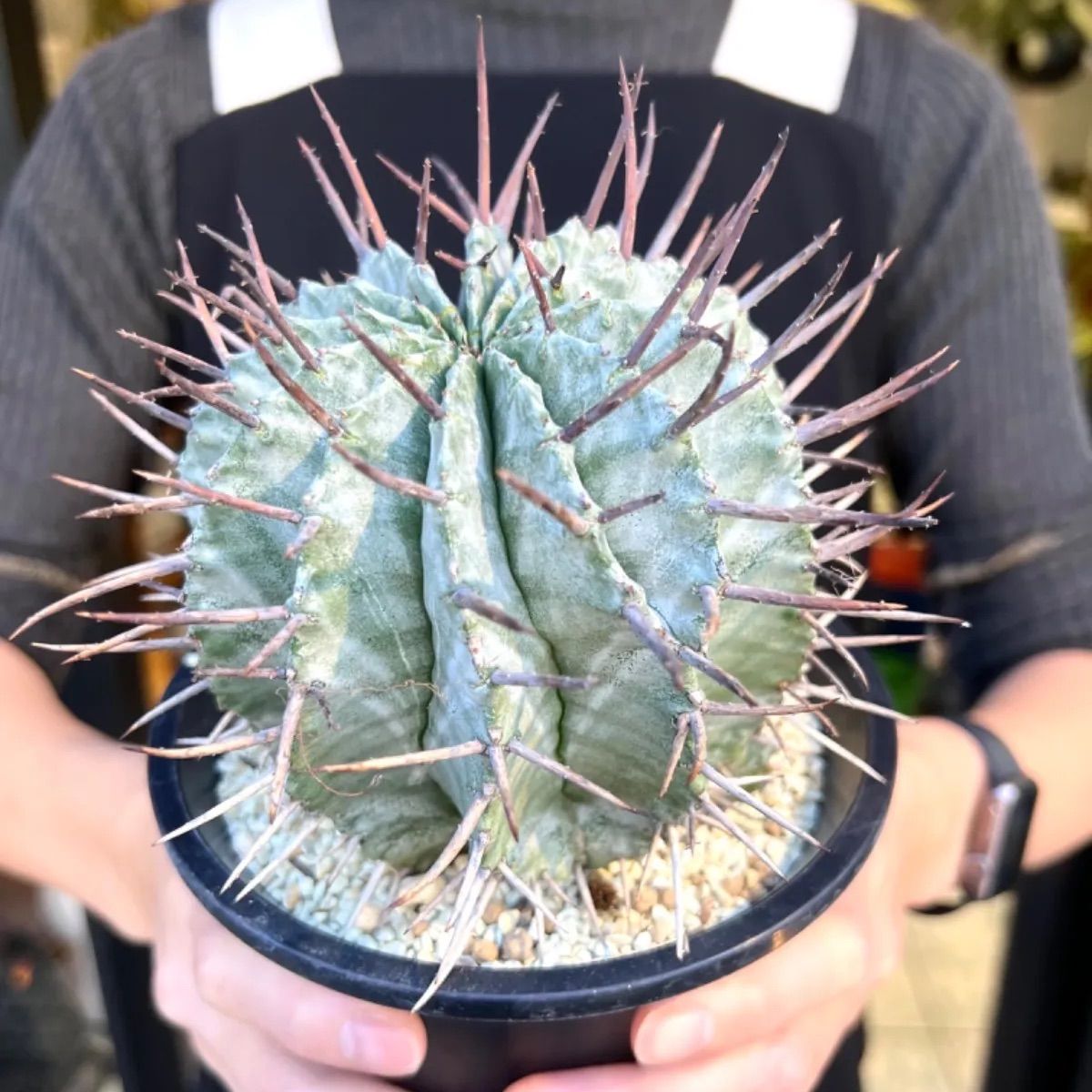 『3年保証』 NEW】ユーフォルビアホリダ マジョール 大株 - メルカリ その他多肉植物