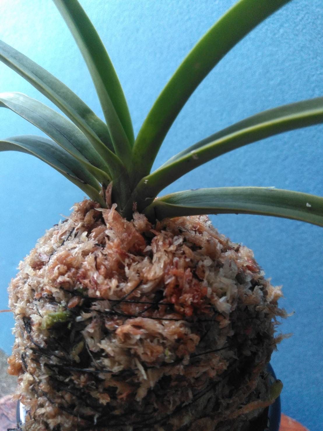 フウラン満開!!（参考！非売品） 【公式通販】