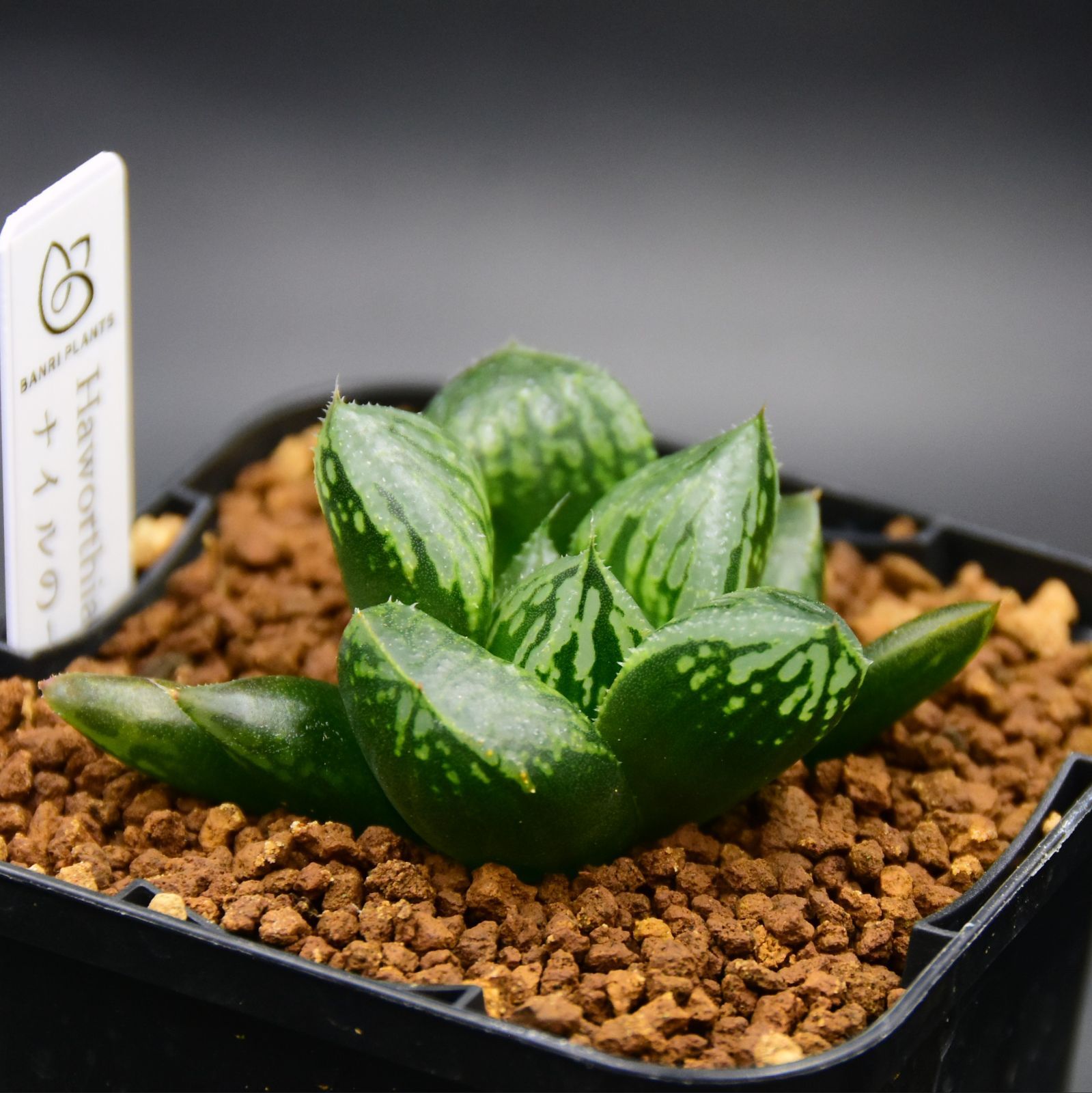 期間限定原種 ハオルチア H. mcmurtryi GM272 多肉植物 原種