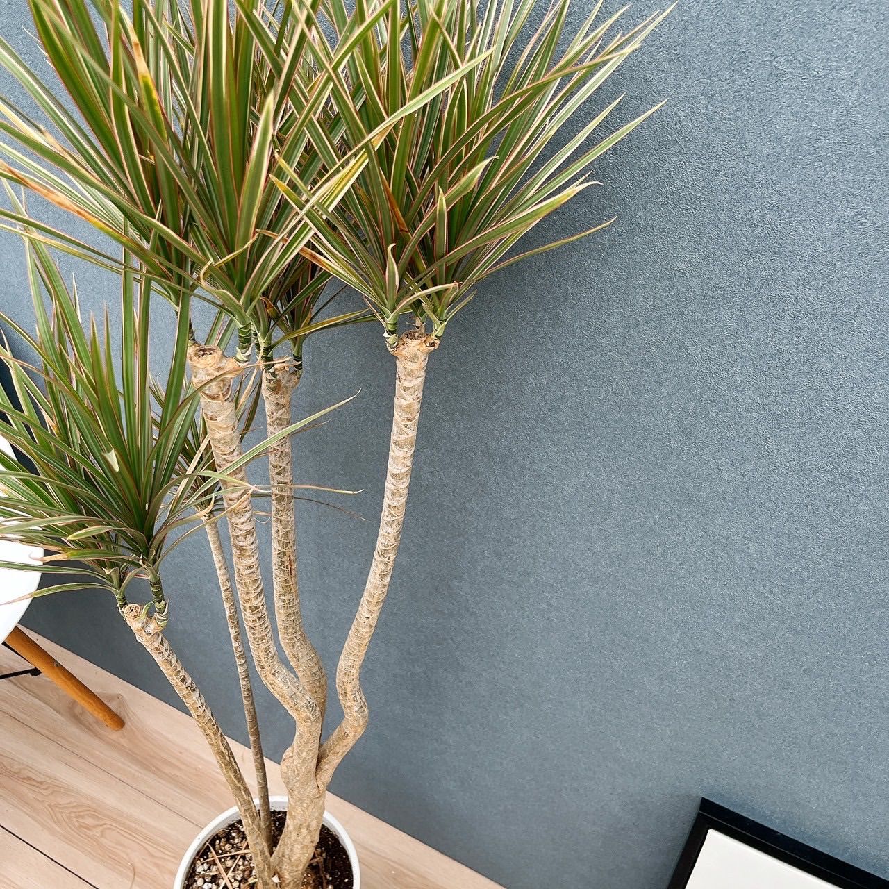 現品］82番 ドラセナ コンシンネ トリカラー 観葉植物 室内 8号