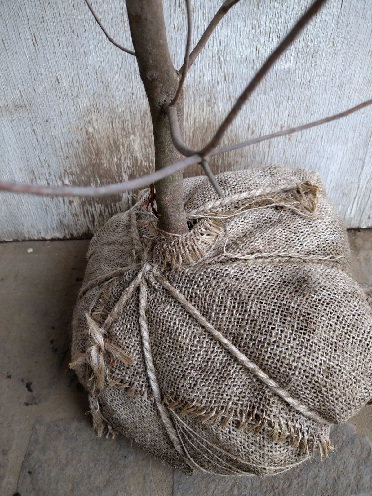 現品限りミツバツツジ富士絞りC