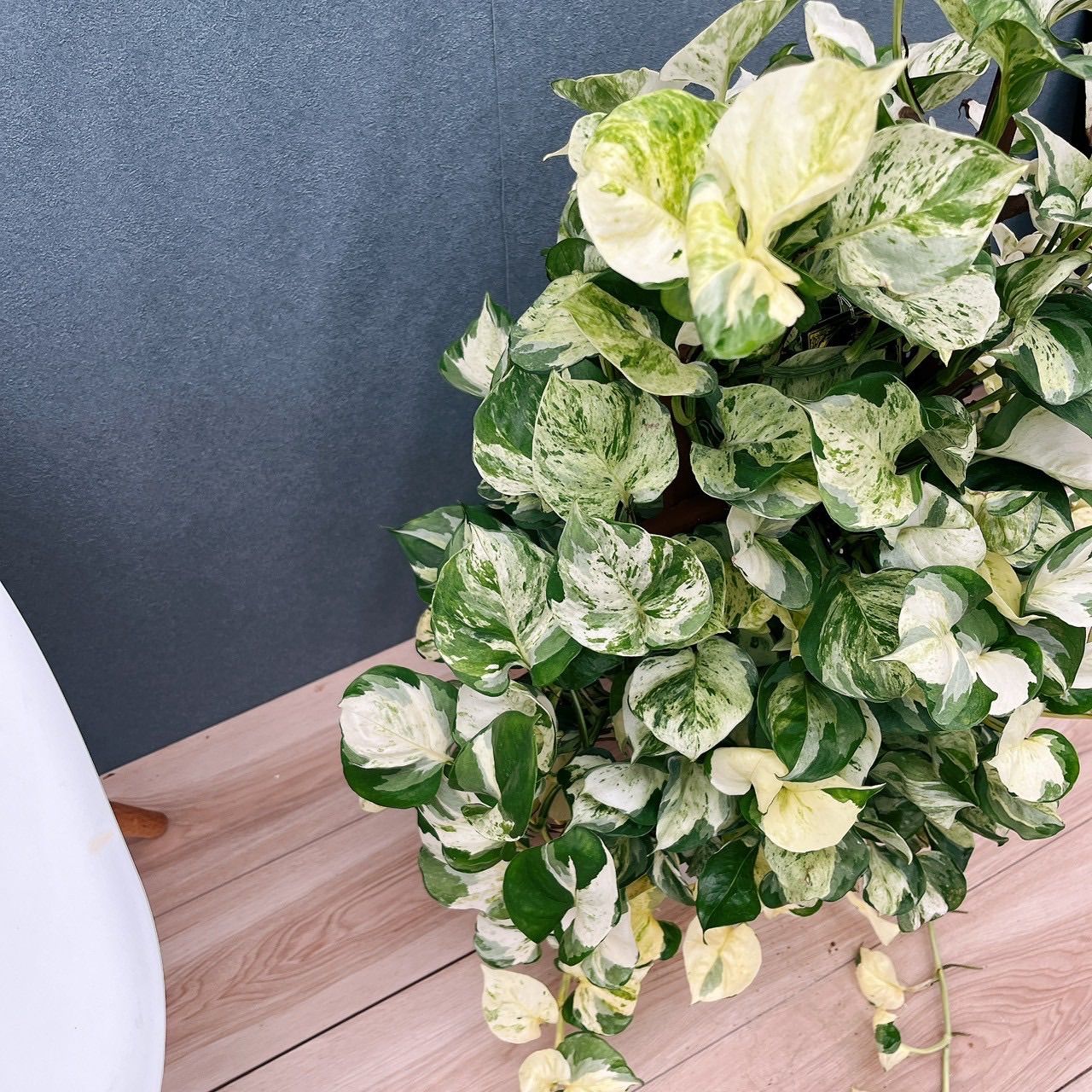 現品］【希少】9番 ♡かわいい♡ ポトス ステータス 7号 フェンス