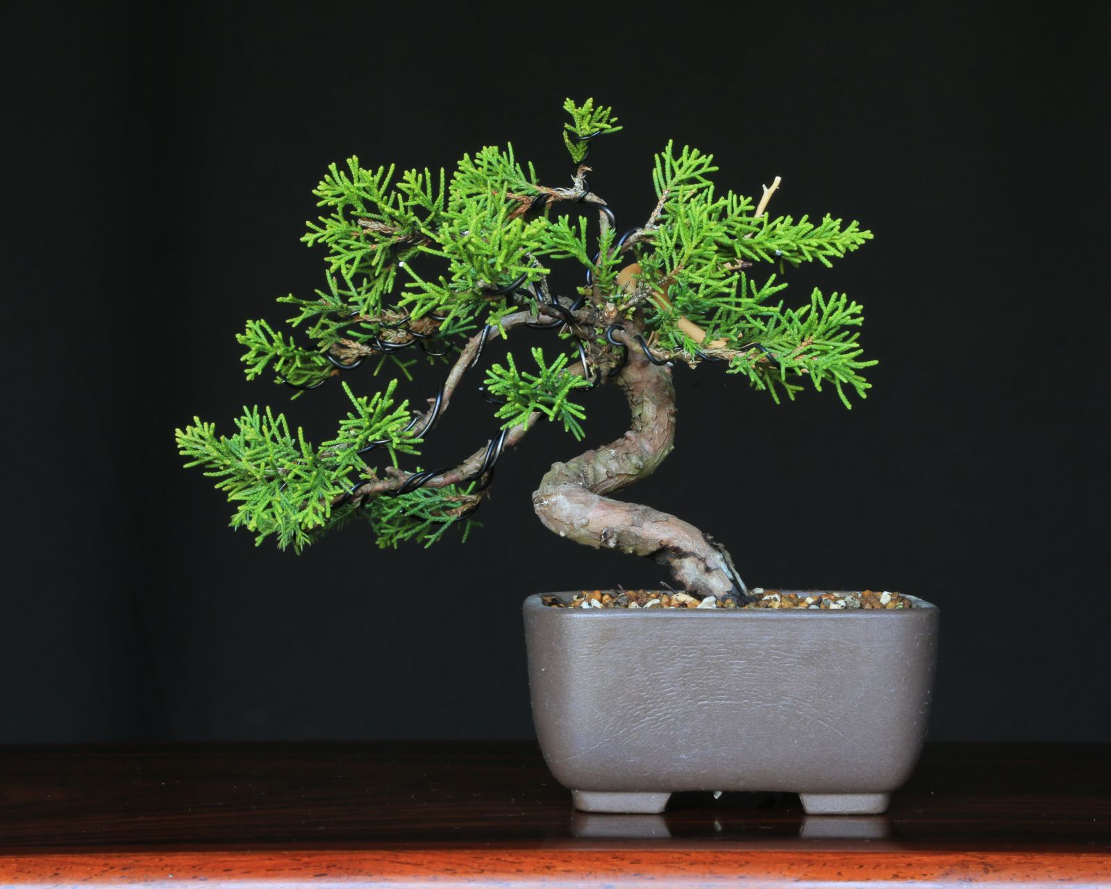 糸魚川真柏（捻転幹・ジン・シャリ）【泰寿園 Online】現品 一点物 真