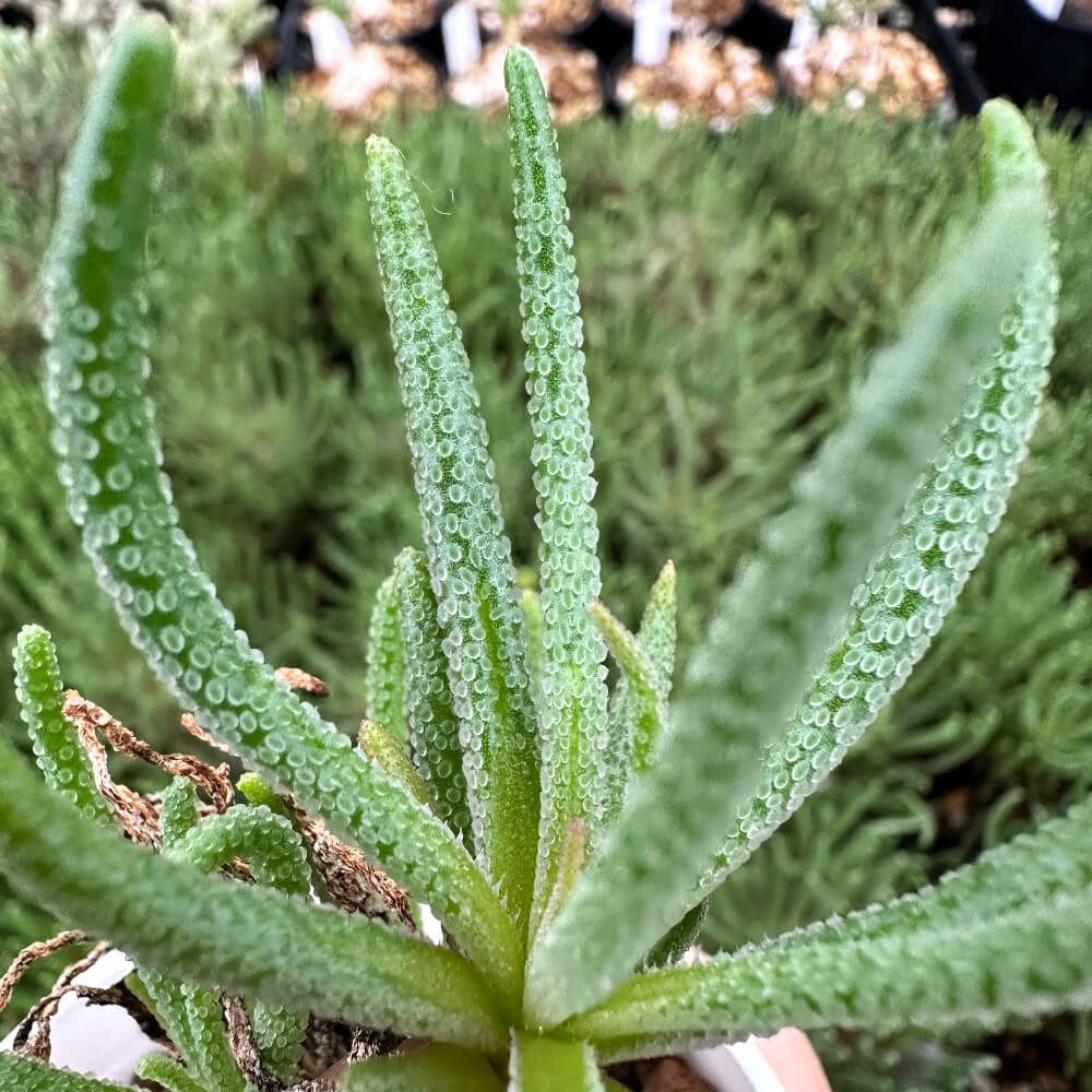 植物】鉢植 フィロボルス・レスルゲンス 小サイズ【2.5号鉢