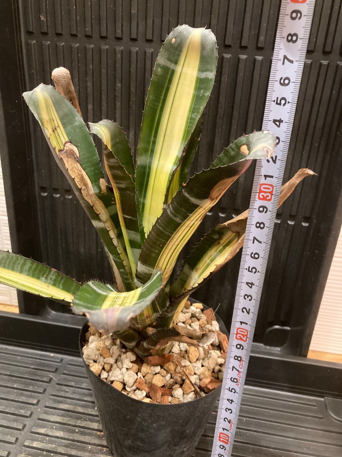 エクメア Aechmea 'Roberto Menescal' - メルカリ