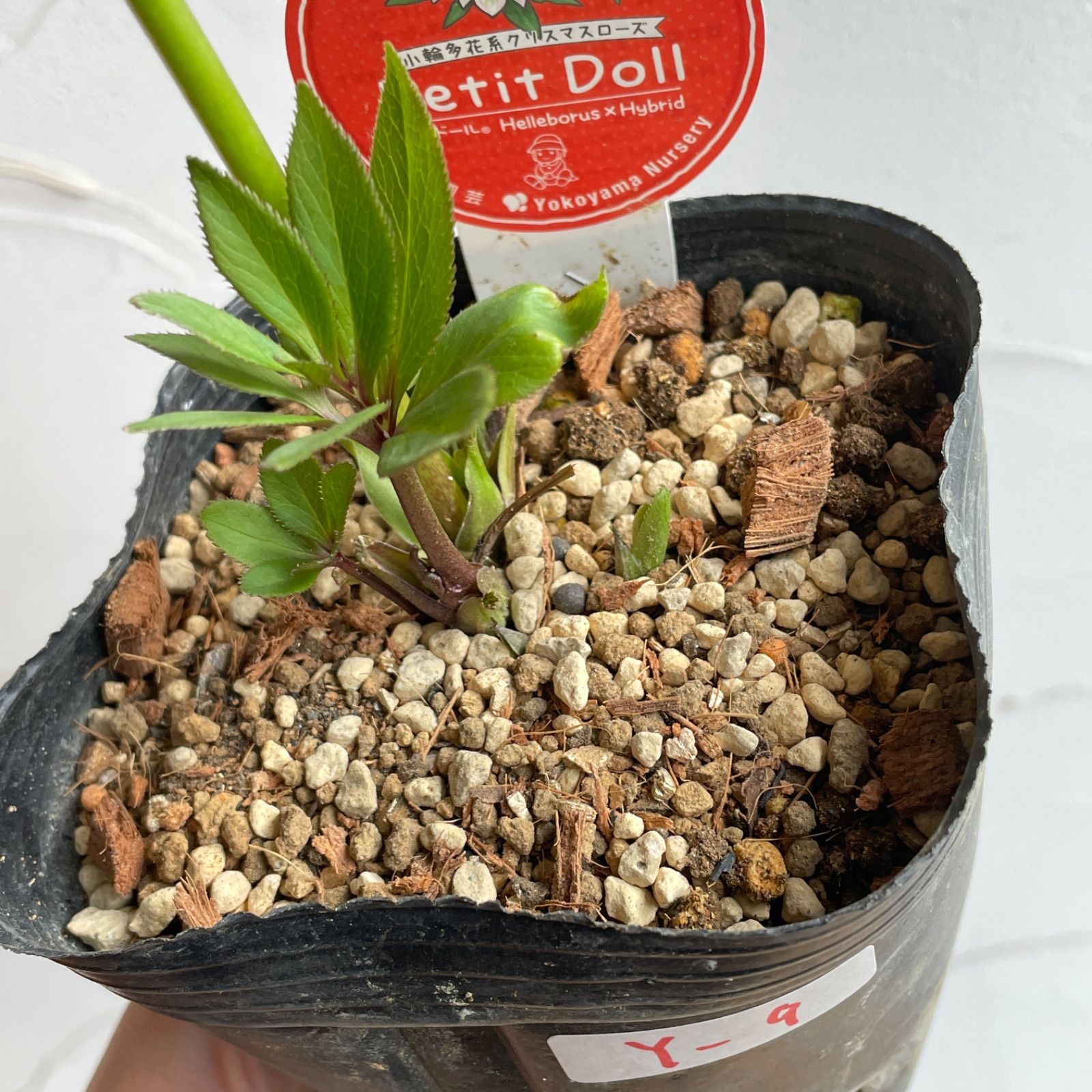 横山園芸】クリスマスローズ・プチドール 開花株 4.5号ラベル苗【個体