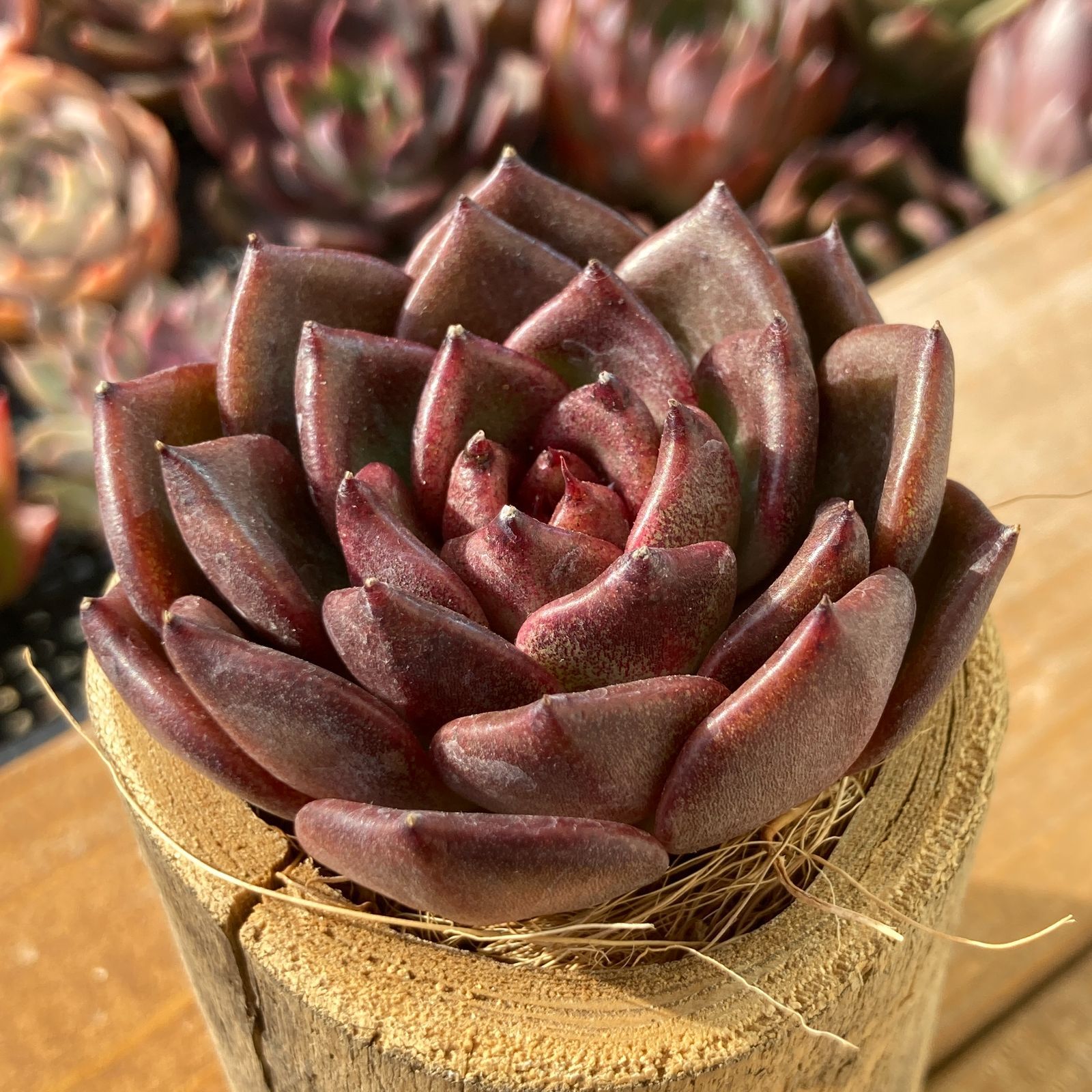 新入荷】エケべリア ブラッククリスタル 多肉植物韓国苗【ポコ多肉