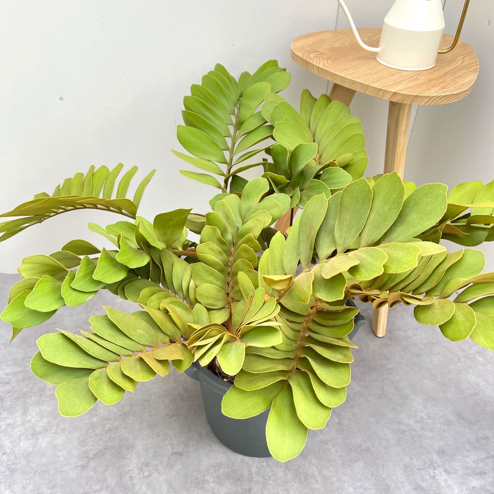 ザミア プミラ メキシコソテツ【現品】観葉植物 大型 10号