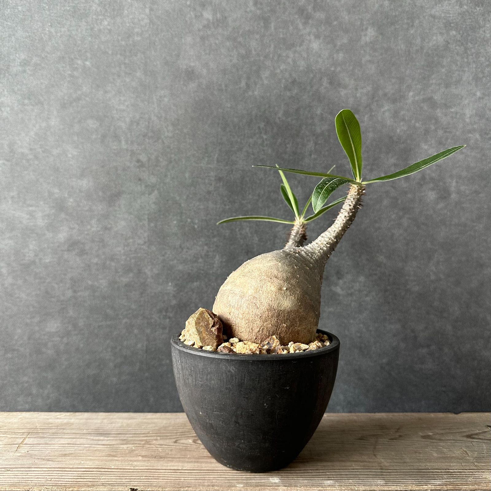 パキポディウム グラキリス 1 塊根植物 鉢ごと4年8ヶ月観葉植物 ...