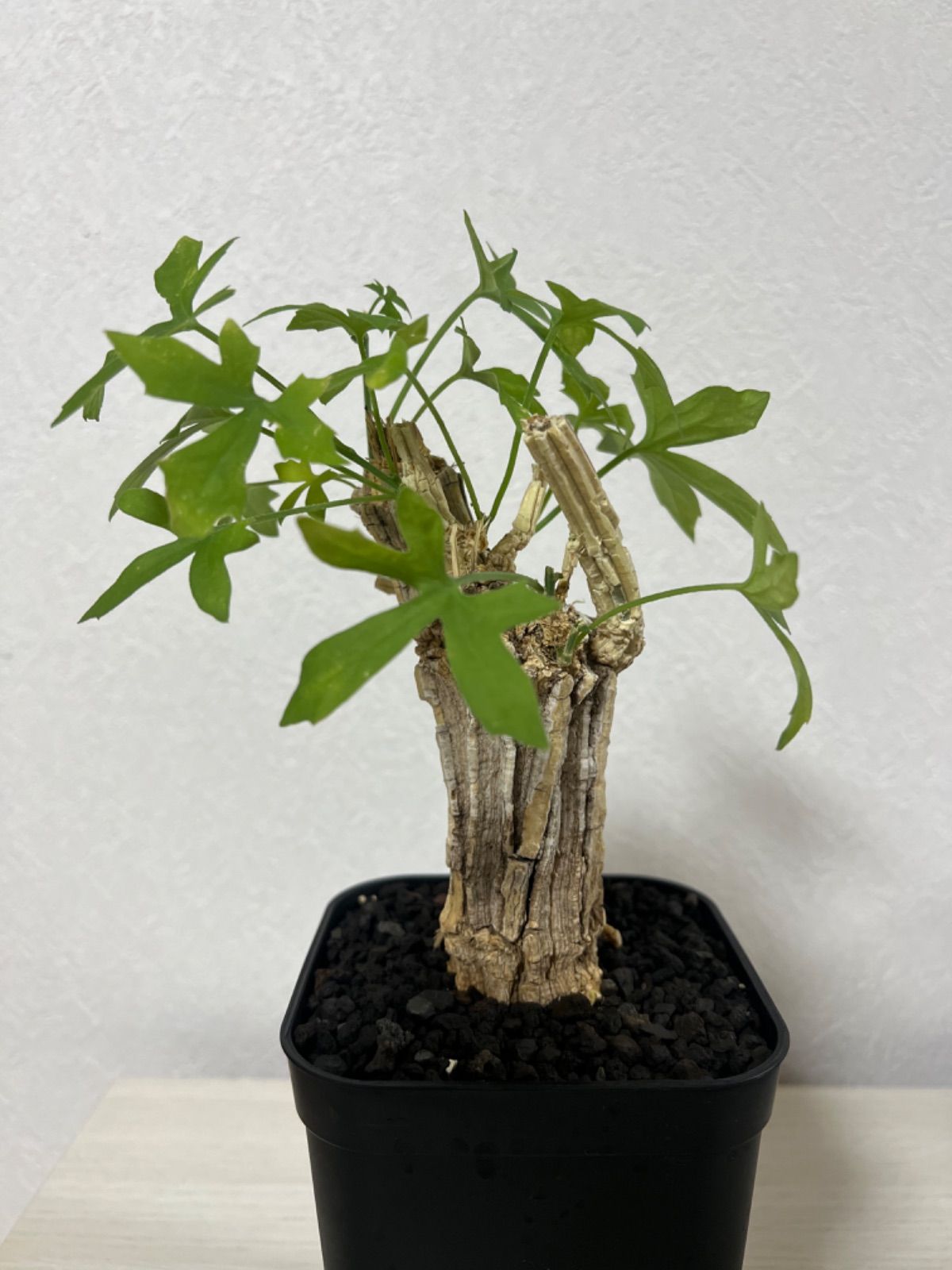 コラロカルプス グロメルリフロルス 003 - mirageplants - メルカリ