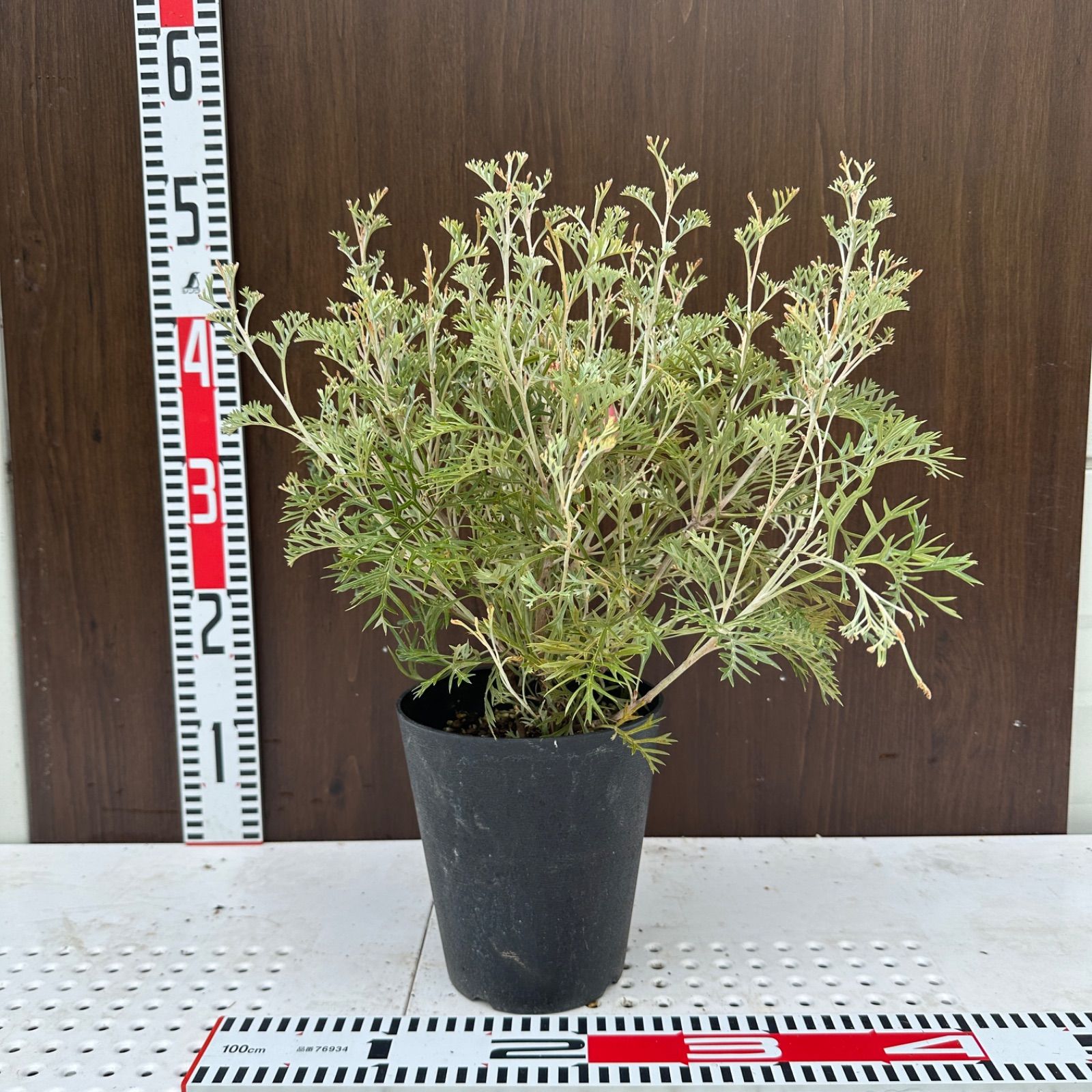 苗木・植木 【現品】④ グレビレア クリームパッション 5号 オージー