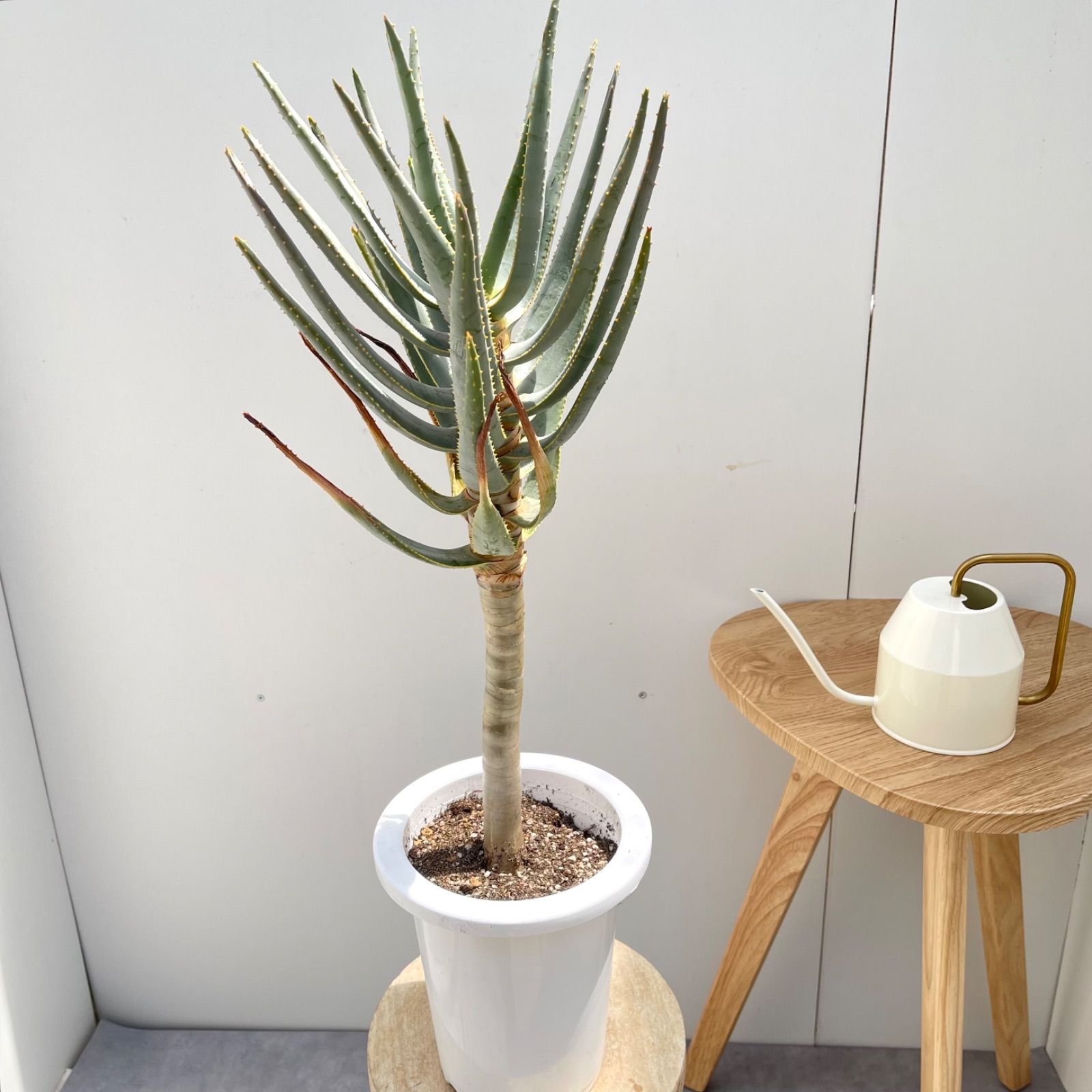 売約済※ アロエ デコトマ 【現品】観葉植物 室内 6号 2024 アロエ