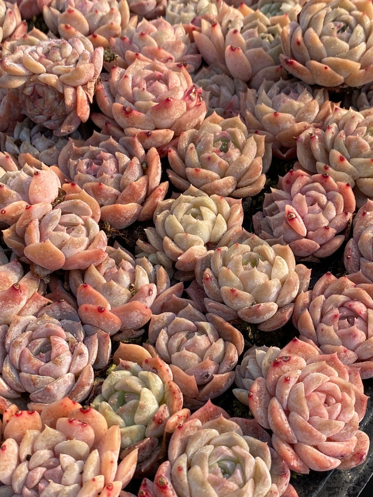 新入荷 氷の人形 鮮やかな105苗セット 土と根付き 多肉植物 エケベリア