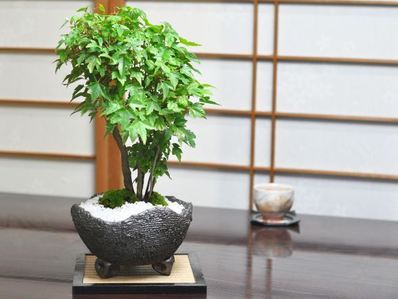 楓の寄せ植え 太幹