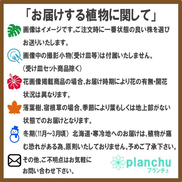 果樹 ビルベリー