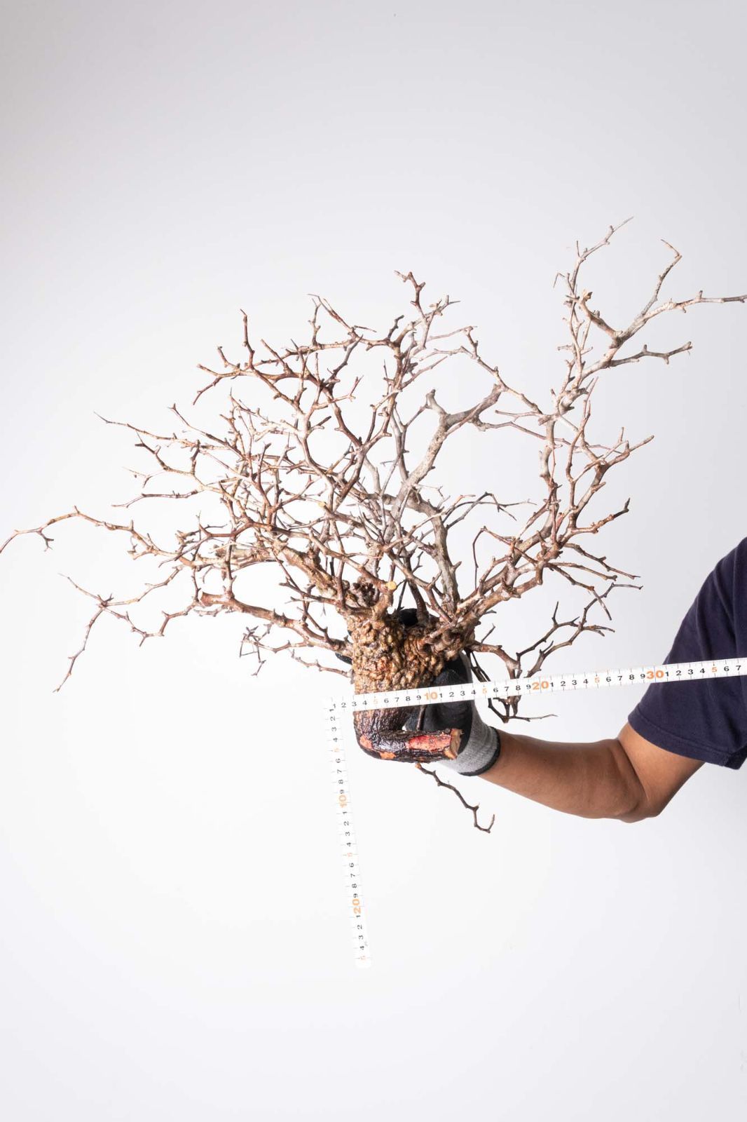 GP181 オペルクリカリア パキプス コーデックス ベアルート株 GP181 オペルクリカリア パキプス コーデックス ベアルート株