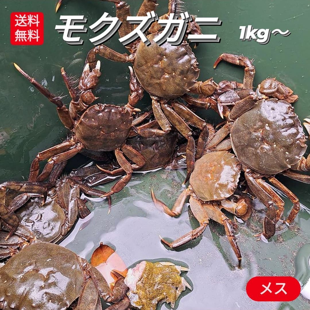 天然モクズガニ 活 生 1kg 雌 7-8匹 上海ガニ 上海蟹 モクズ蟹 もくず ...