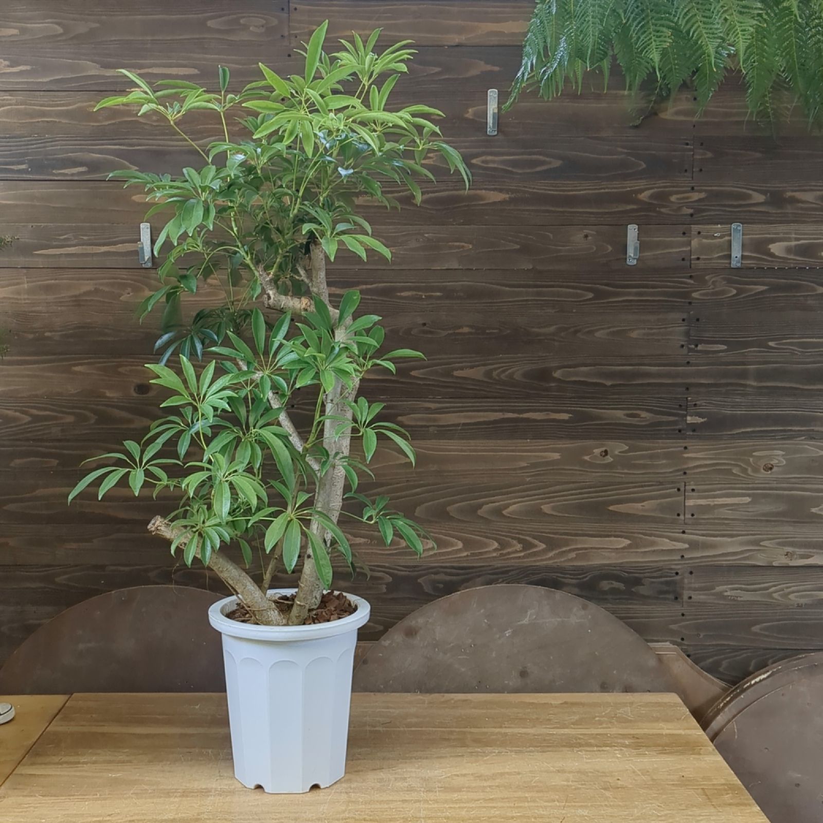 シェフレラ　ノバ　No.001　鉢、送料込　メルカリ便　レア　希少 シェフレラ ノバ No.001 鉢、送料込 メルカリ便 レア 希少