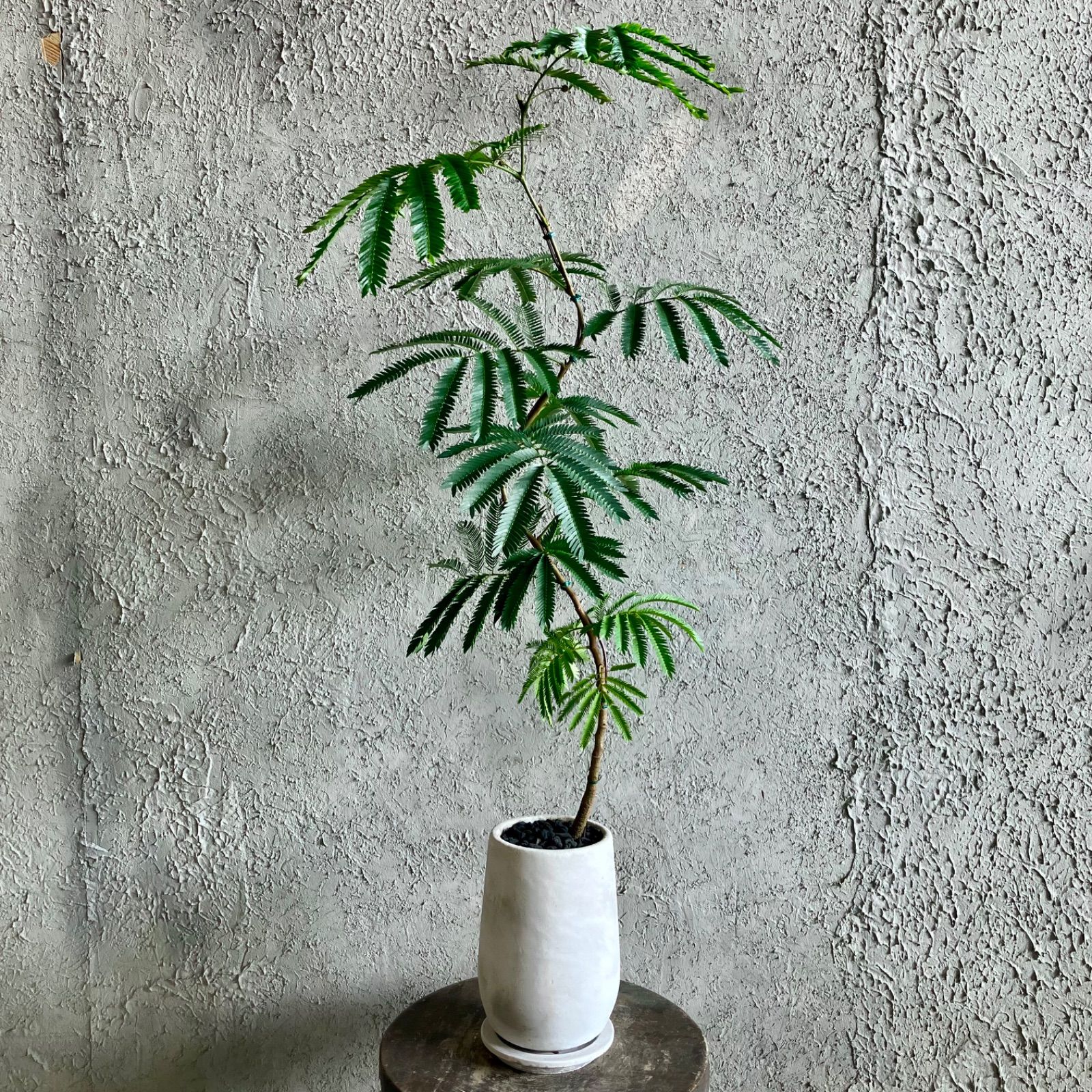 観葉植物　エバーフレッシュ　曲がり仕立て　陶器鉢　植え込み発送 沖縄産 特大 エバーフレッシュ 曲がり仕立て 陶器鉢 植え込み