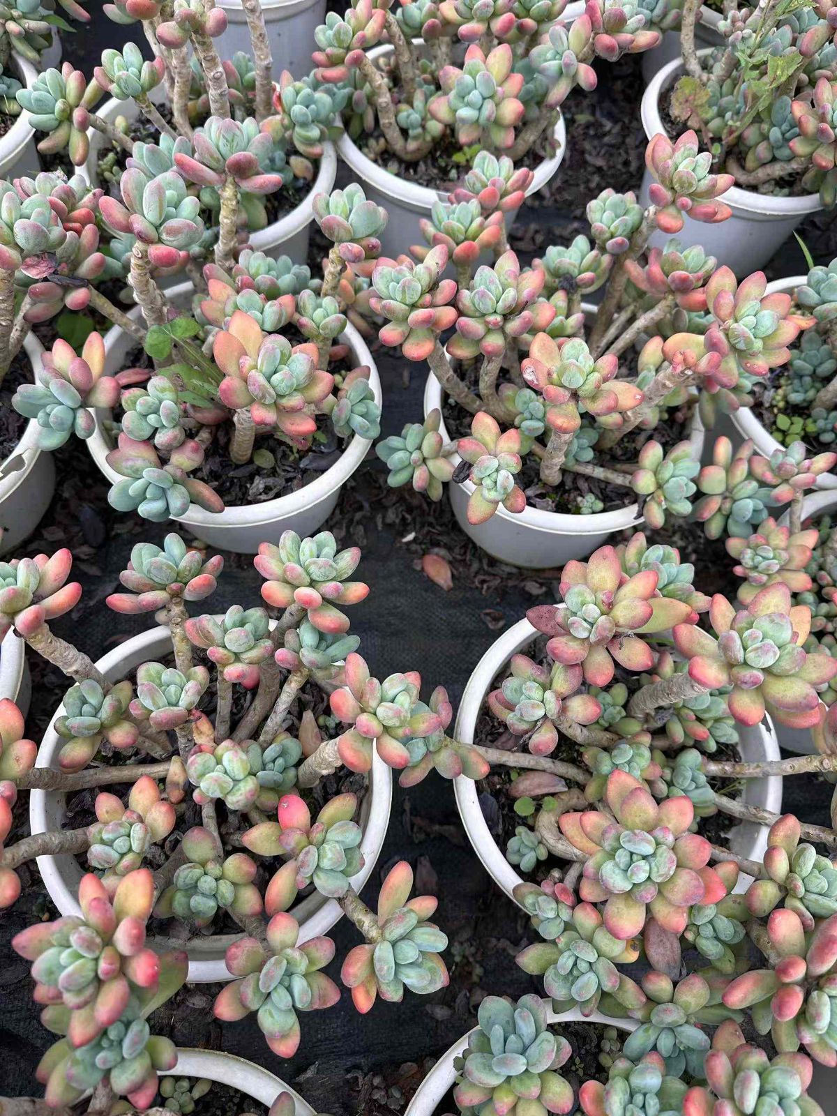 アップルミルク