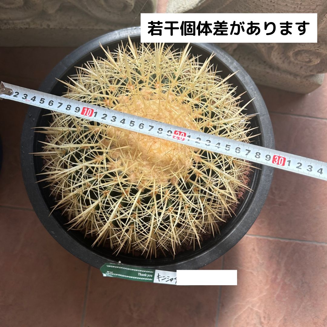 金鯱⭐︎キンシャチ12号⭐︎5月27日発送 発根済】36cm 金鯱 サボテン 特大 12号 多肉植物 ドライガーデン