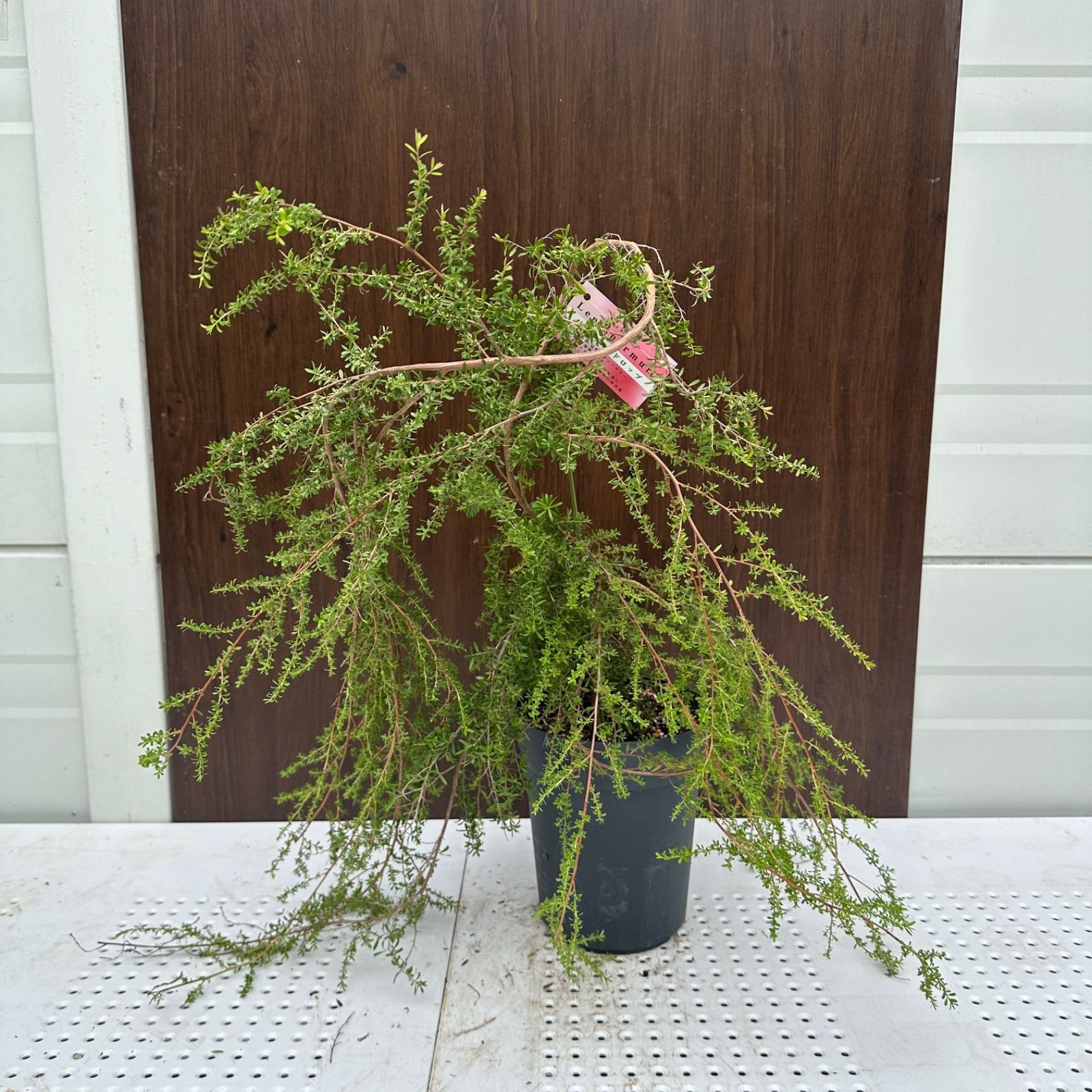 現品】④ レプトスペルマム バーチカルドロップ 6号 ティーツリー