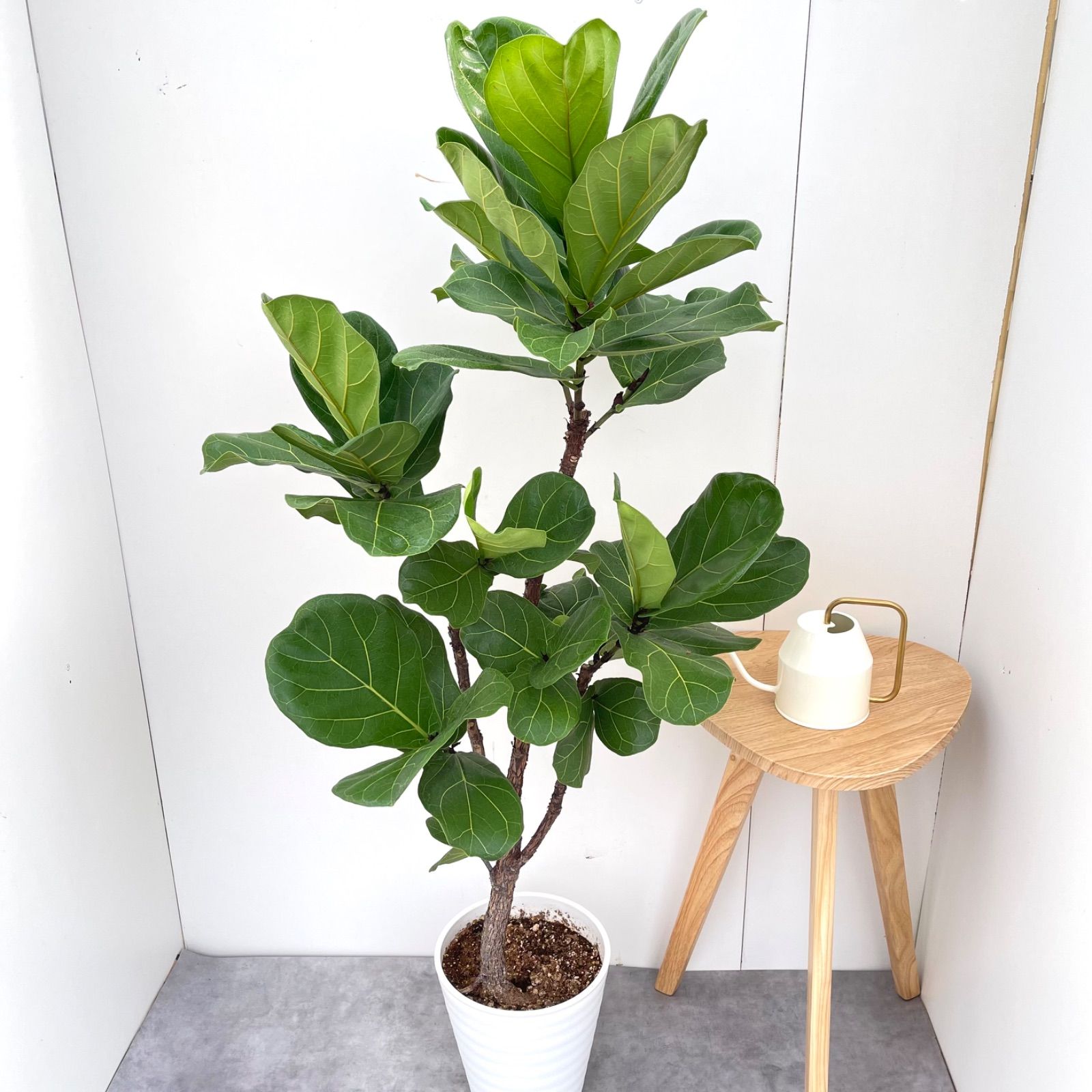 カシワバゴム フィカス リラータ 6【現品】観葉植物 大型 室内 カシワバゴム フィカス リラータ 6【現品】観葉植物 大型 室内