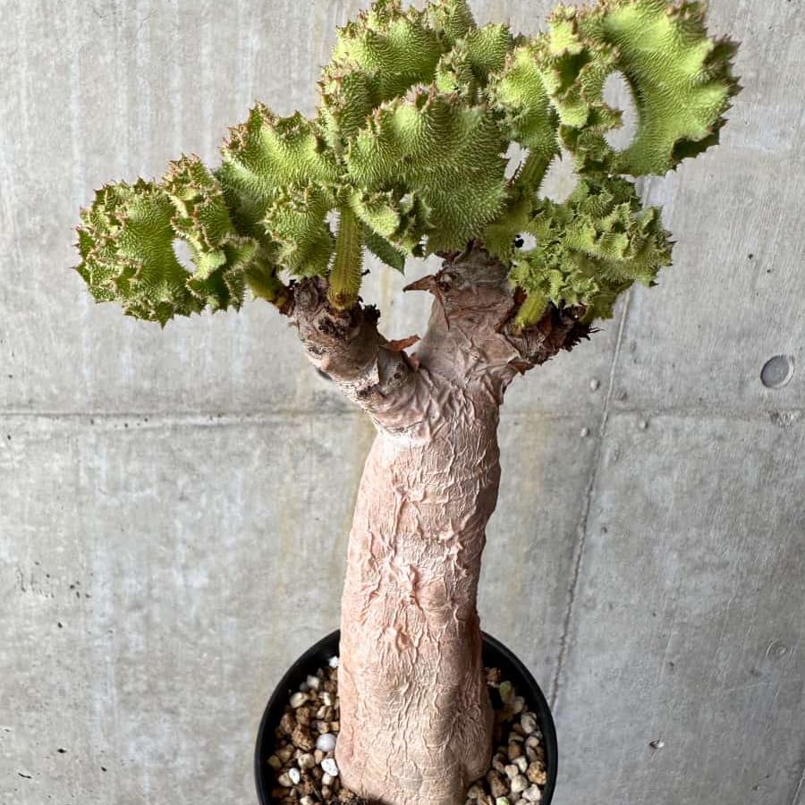 キフォステンマウターマクロプス 塊根植物 約25cm 大株 発根済み