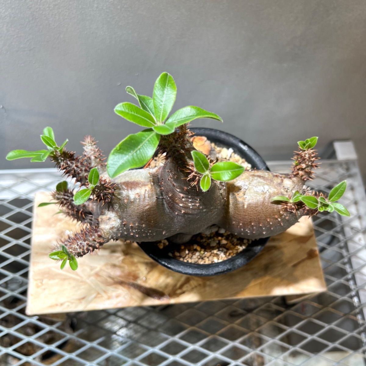 パキポディウム・現地球マカイエンセ(抜き苗) ス4248「現地】パキポディウム マカイエンセ 大 抜き苗【2/3最新到着