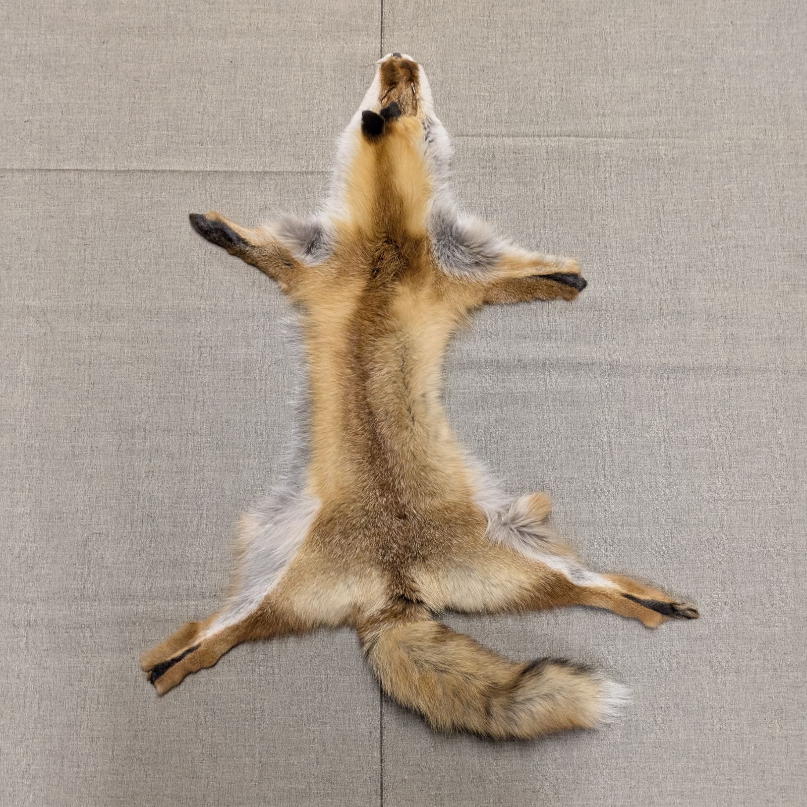 楽天市場】キツネ（素材（生地・毛糸）ファー）の通販 キツネ 原皮