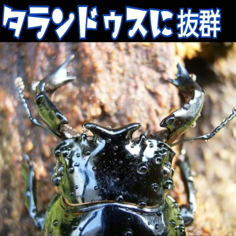 極上！カワラ菌糸瓶【10本】トレハロース、キトサン、グルテン強化配合