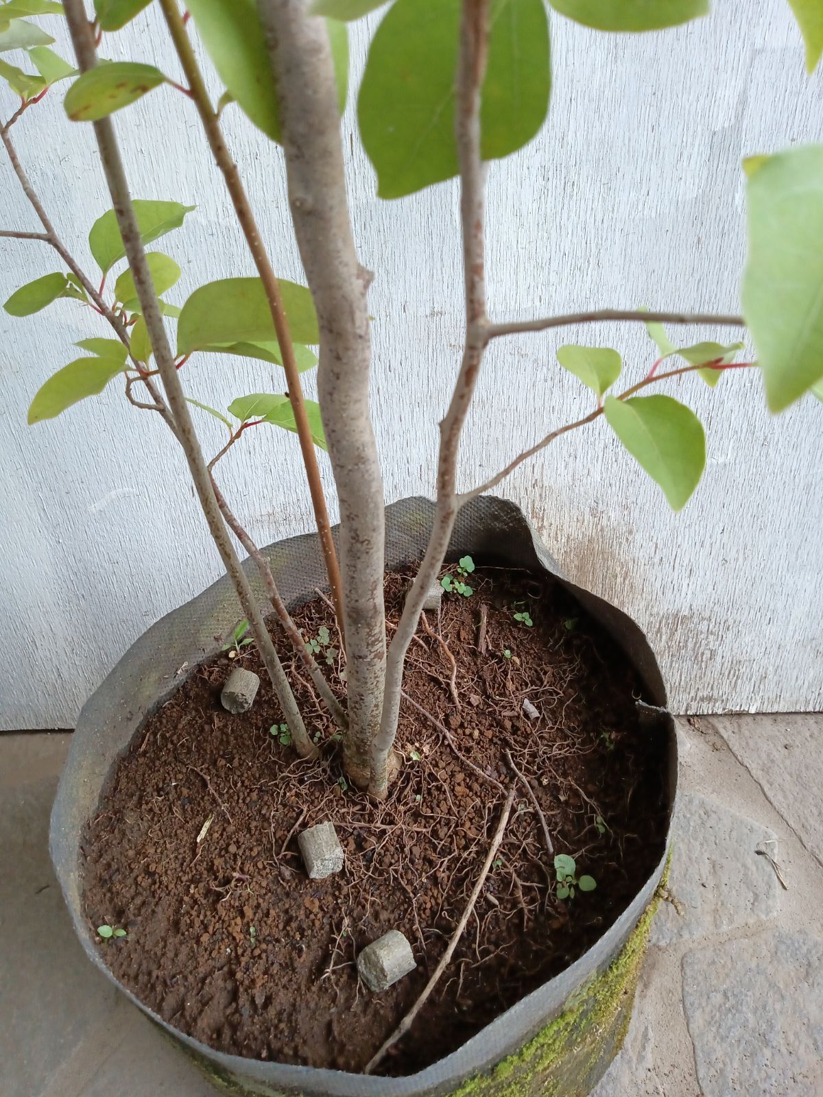 アブラチャン株立ち