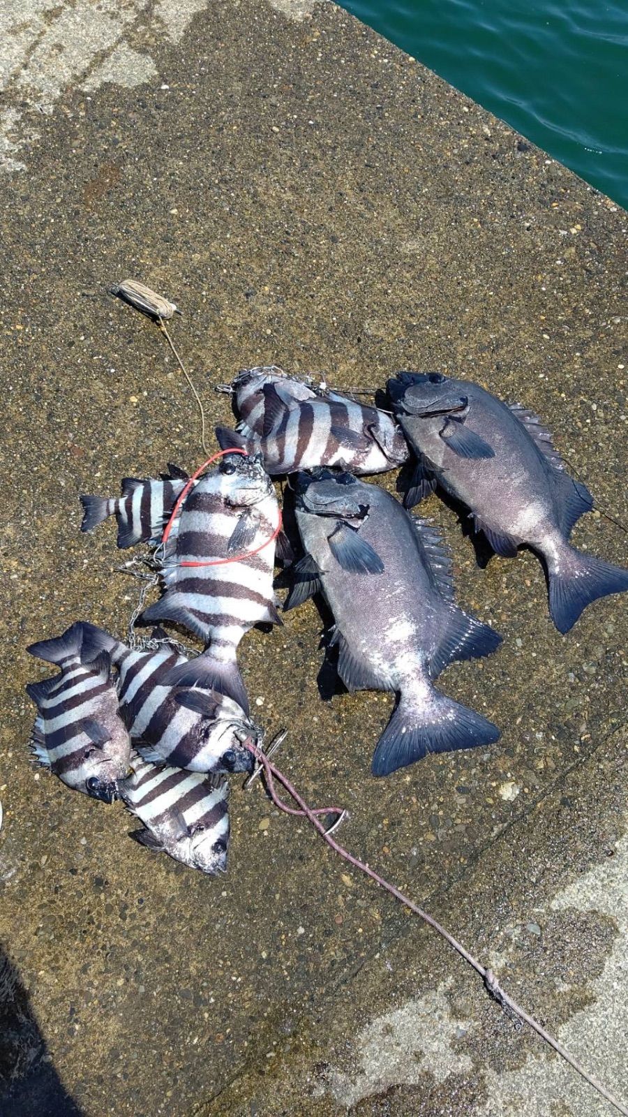 コブダイ 釣り餌