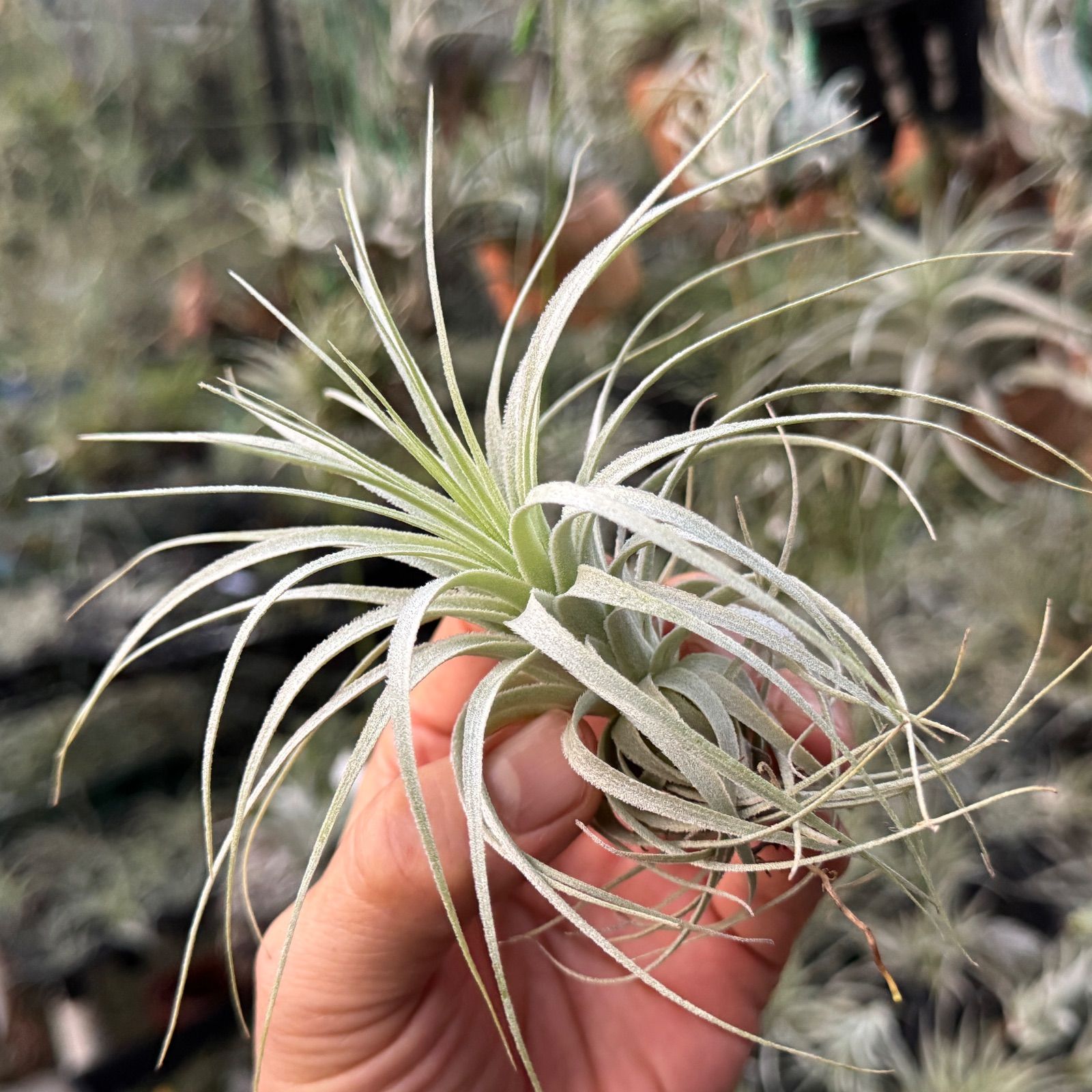 チャペウエンシス