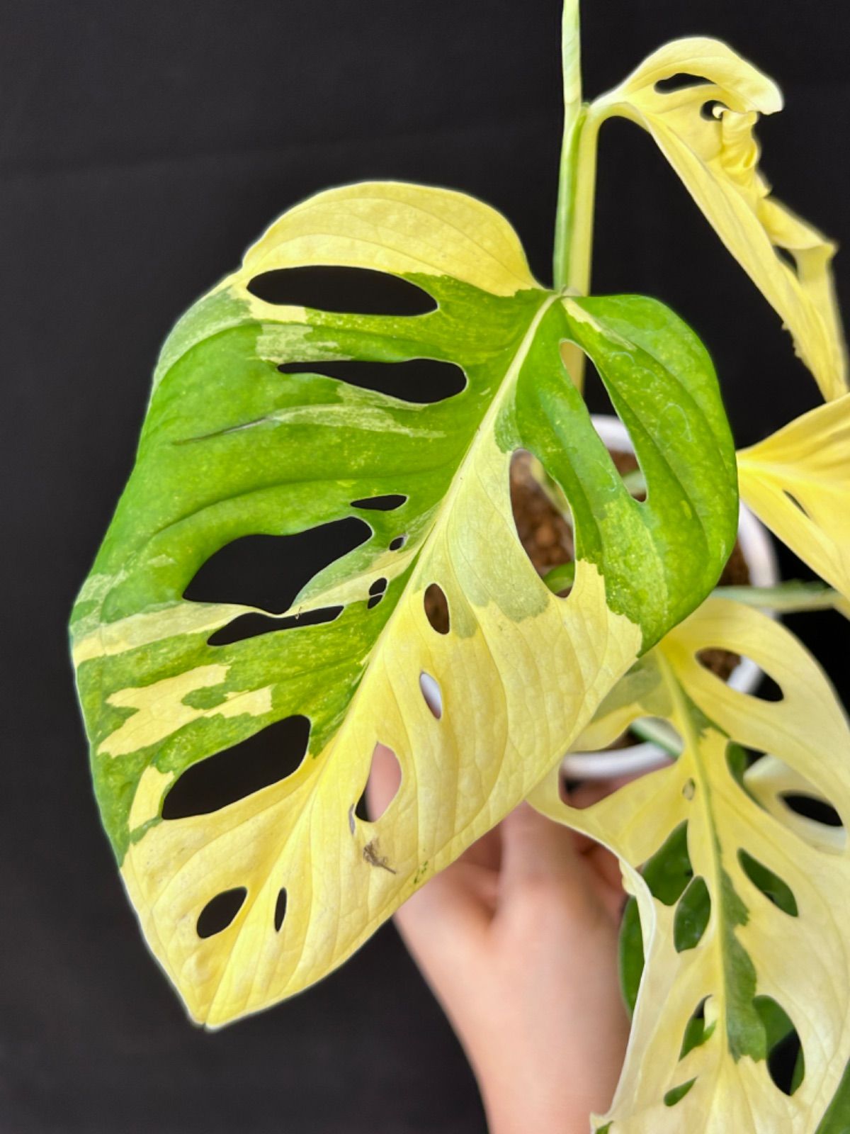 サ*ア様 マドカズラ 斑入り No.35 【Monstera モンステラ】 大株