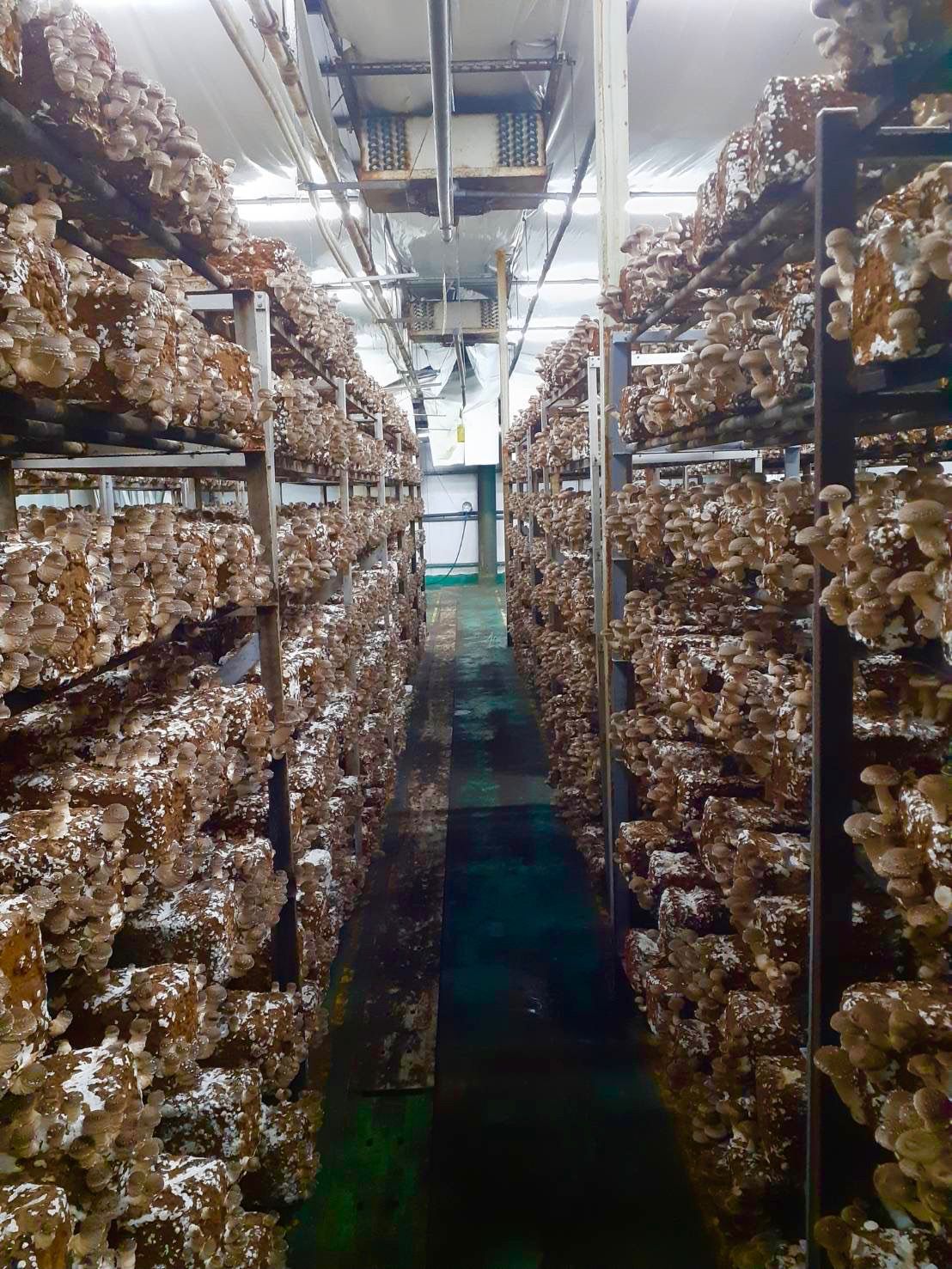 【野菜の楽園】しいたけ栽培キット きのこ栽培キット 家庭菜園 2個
